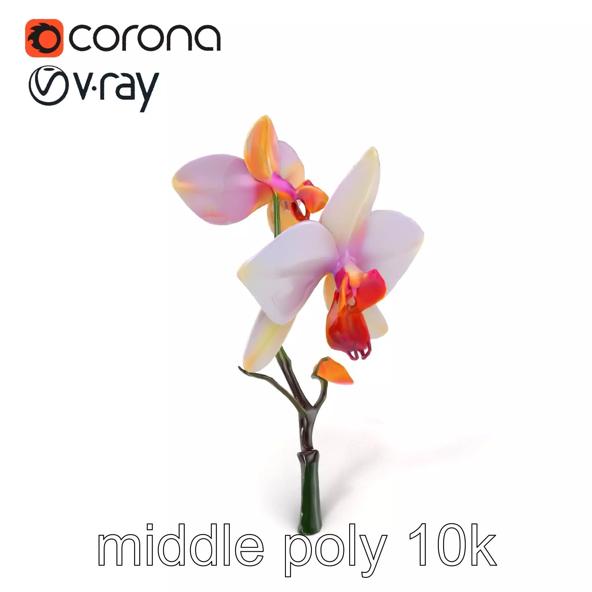 Dendrobium Orchid Floral Diversity model pack Low-poly 3D model_0