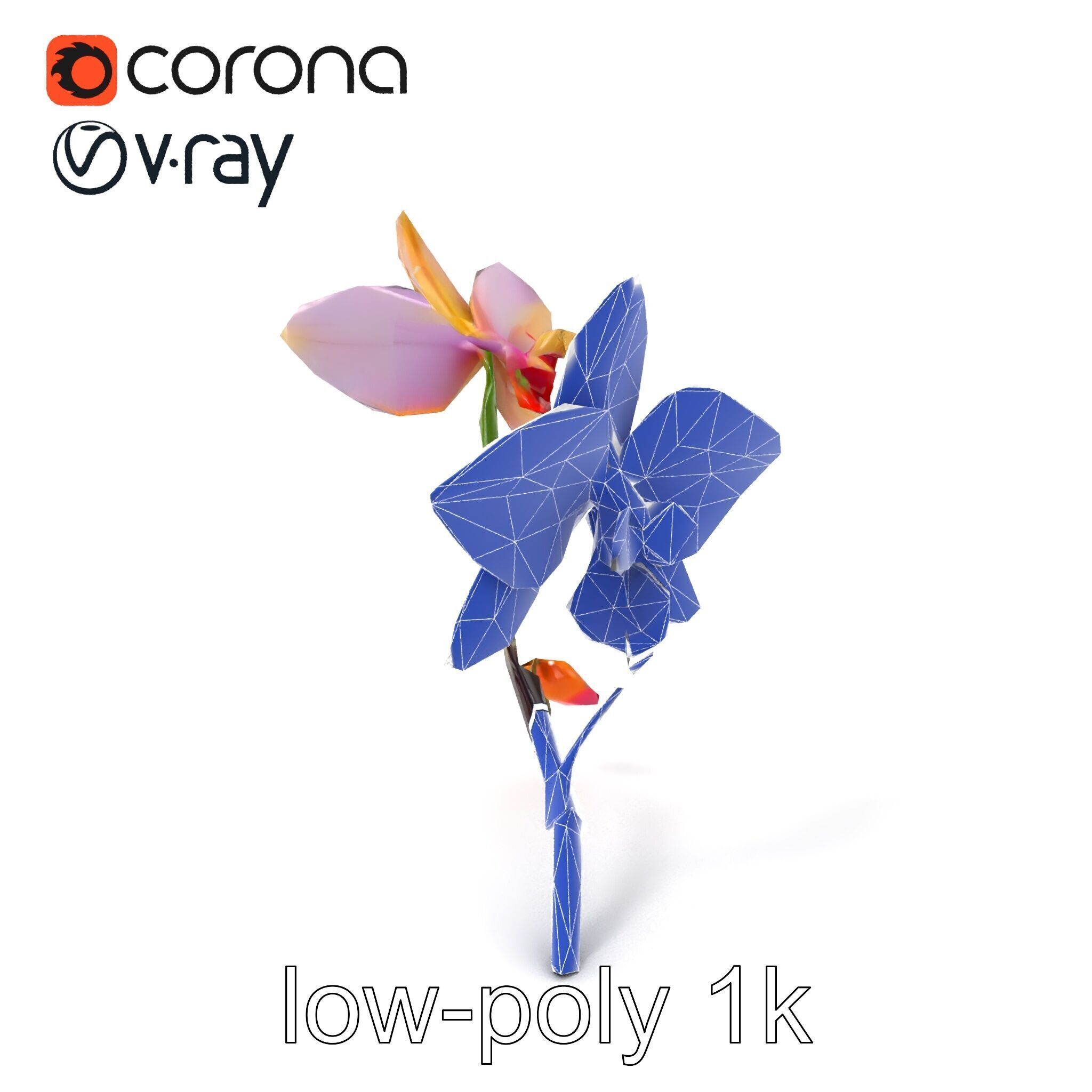 Dendrobium Orchid Floral Diversity model pack Low-poly 3D model_6