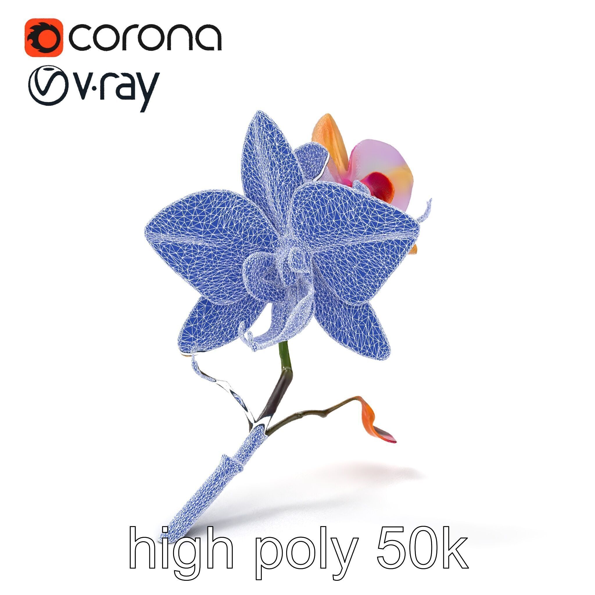 Dendrobium Orchid Floral Diversity model pack Low-poly 3D model_18