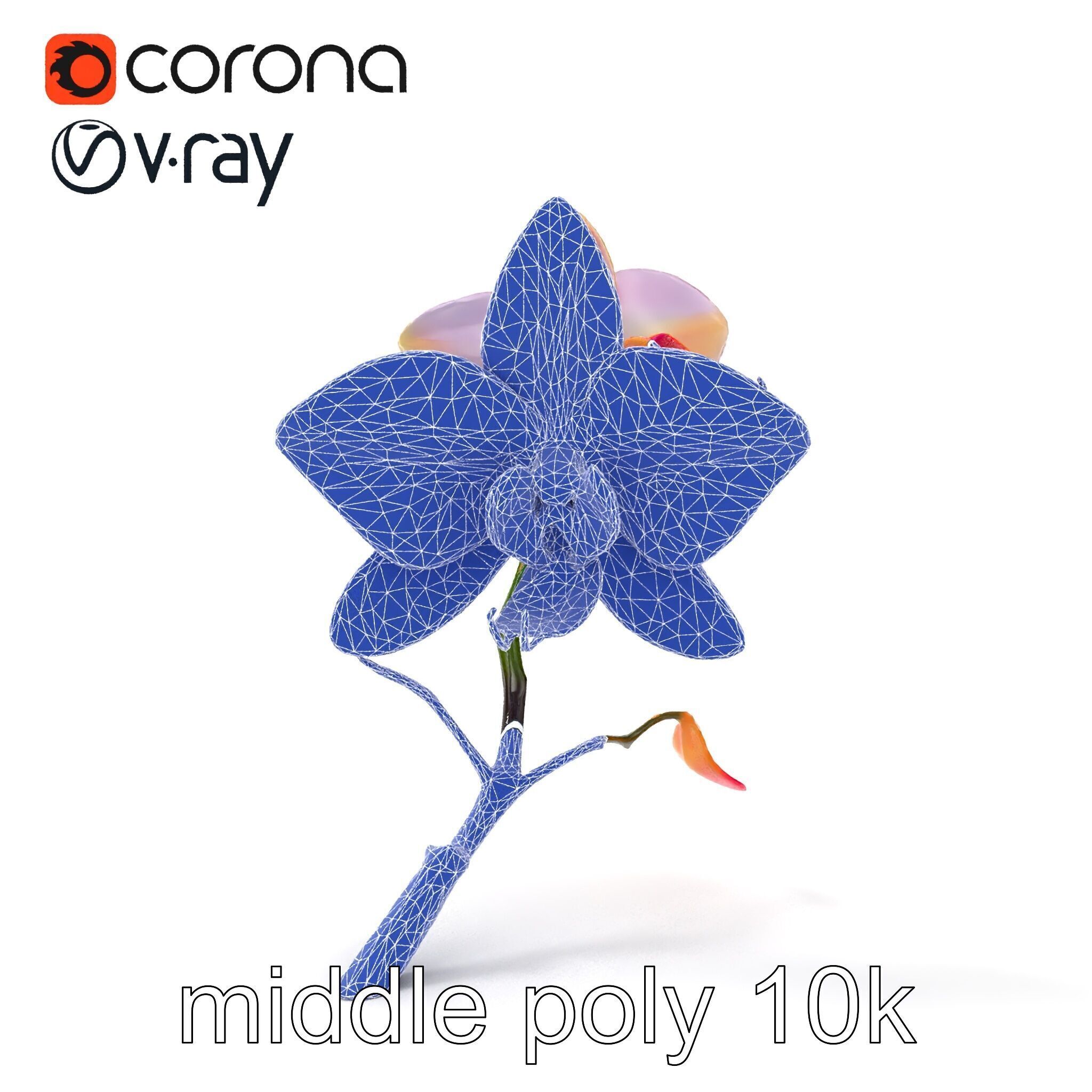 Dendrobium Orchid Floral Diversity model pack Low-poly 3D model_28