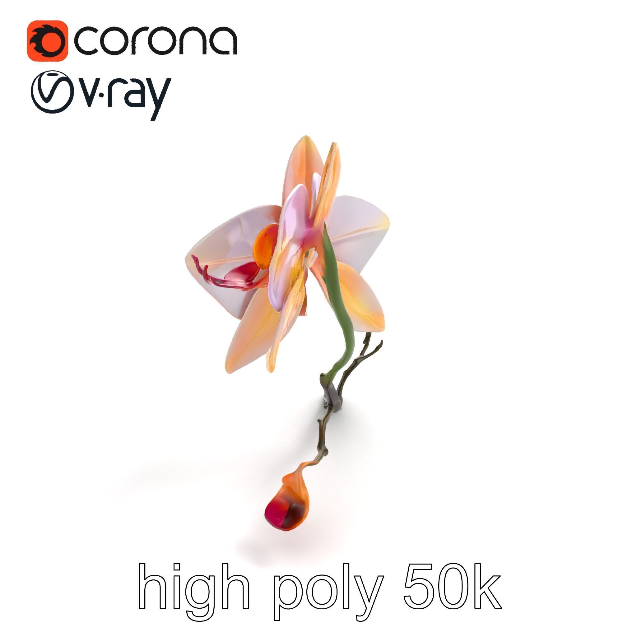 Dendrobium Orchid Floral Diversity model pack Low-poly 3D model_9