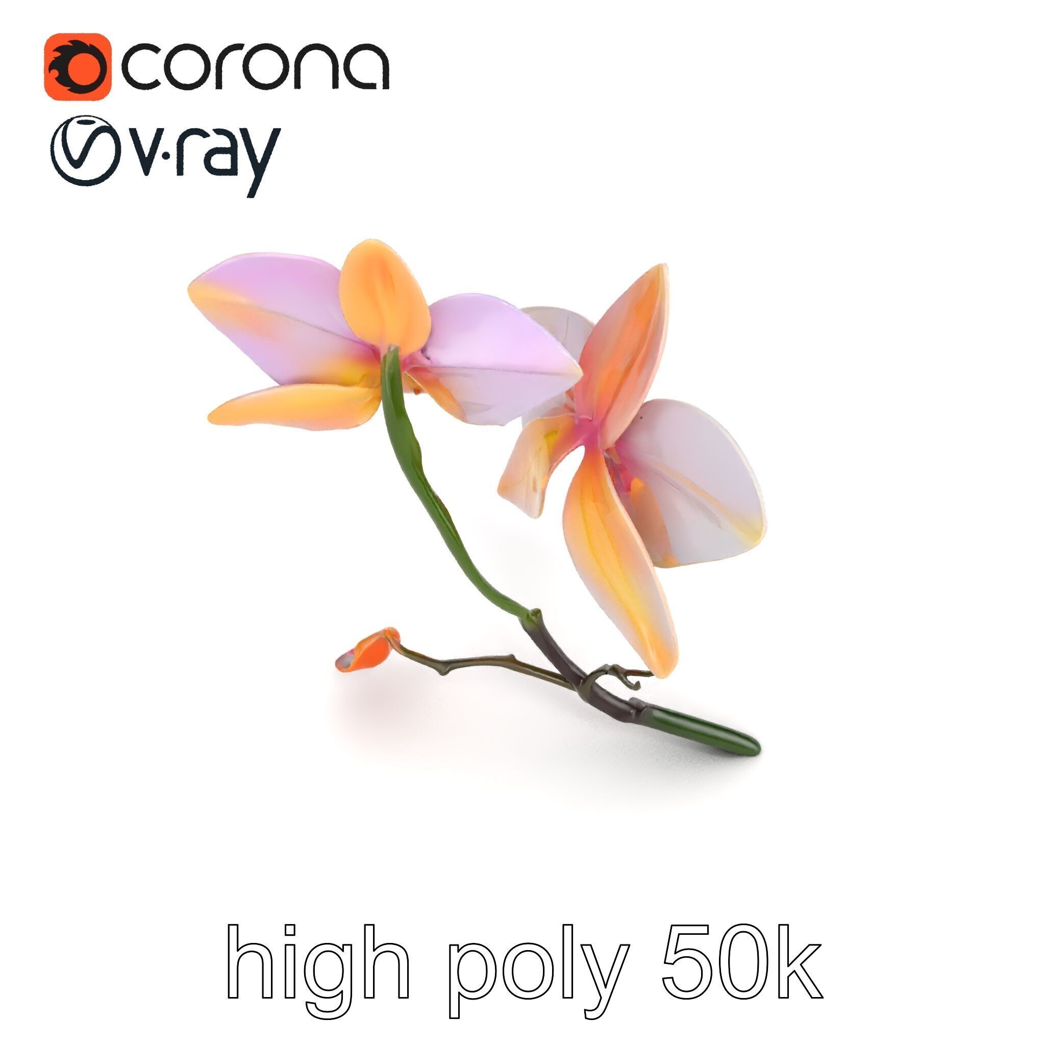 Dendrobium Orchid Floral Diversity model pack Low-poly 3D model_29