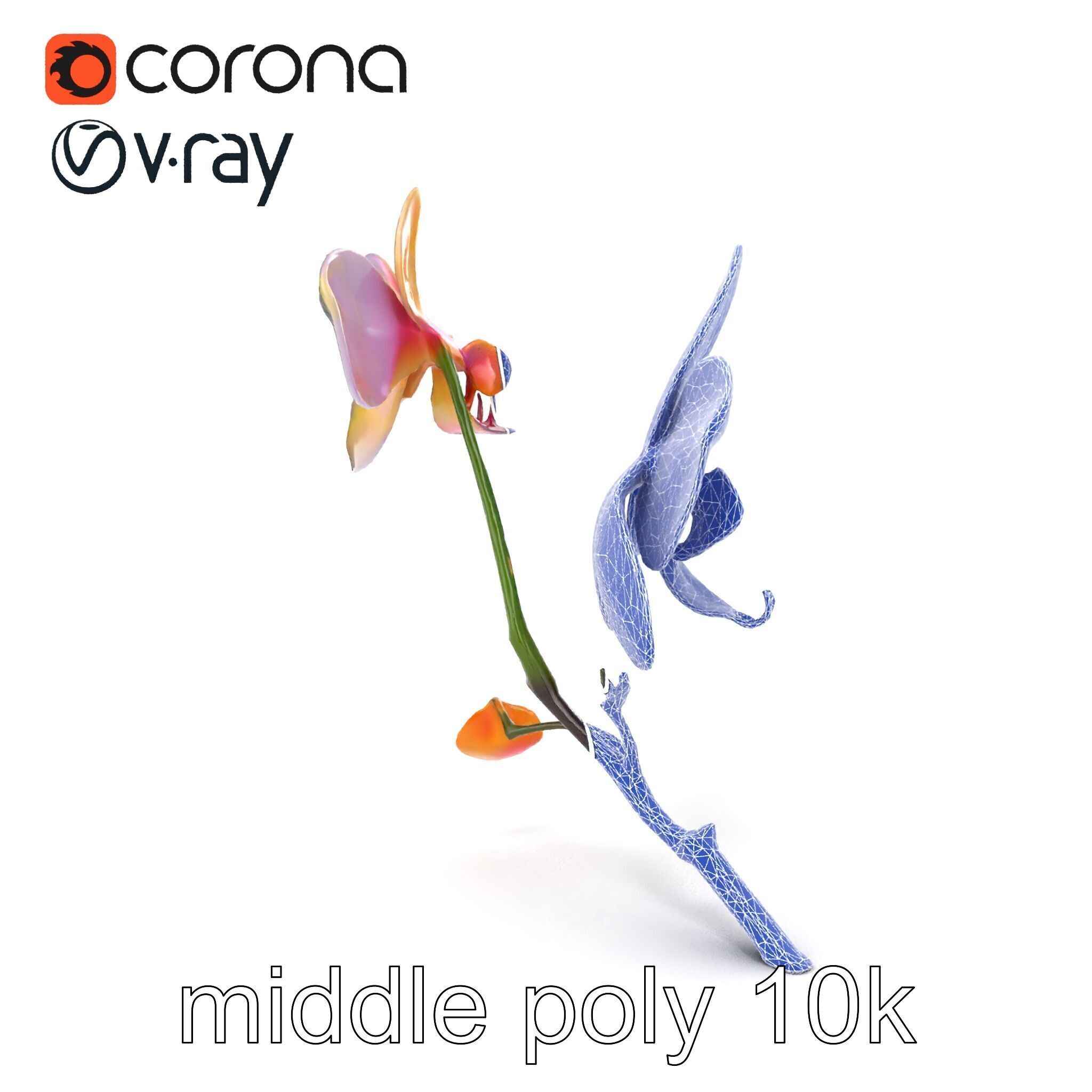 Dendrobium Orchid Floral Diversity model pack Low-poly 3D model_14