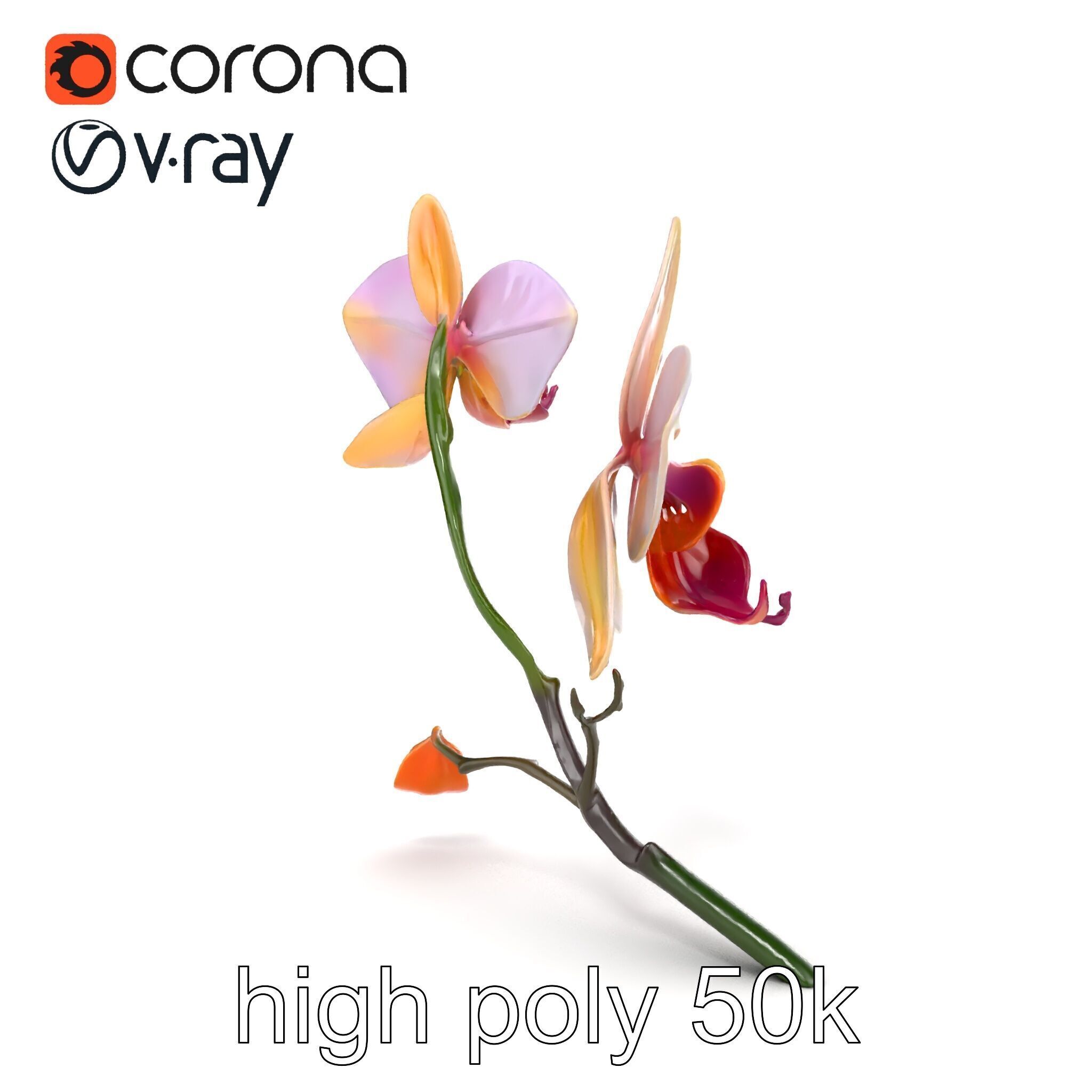 Dendrobium Orchid Floral Diversity model pack Low-poly 3D model_23