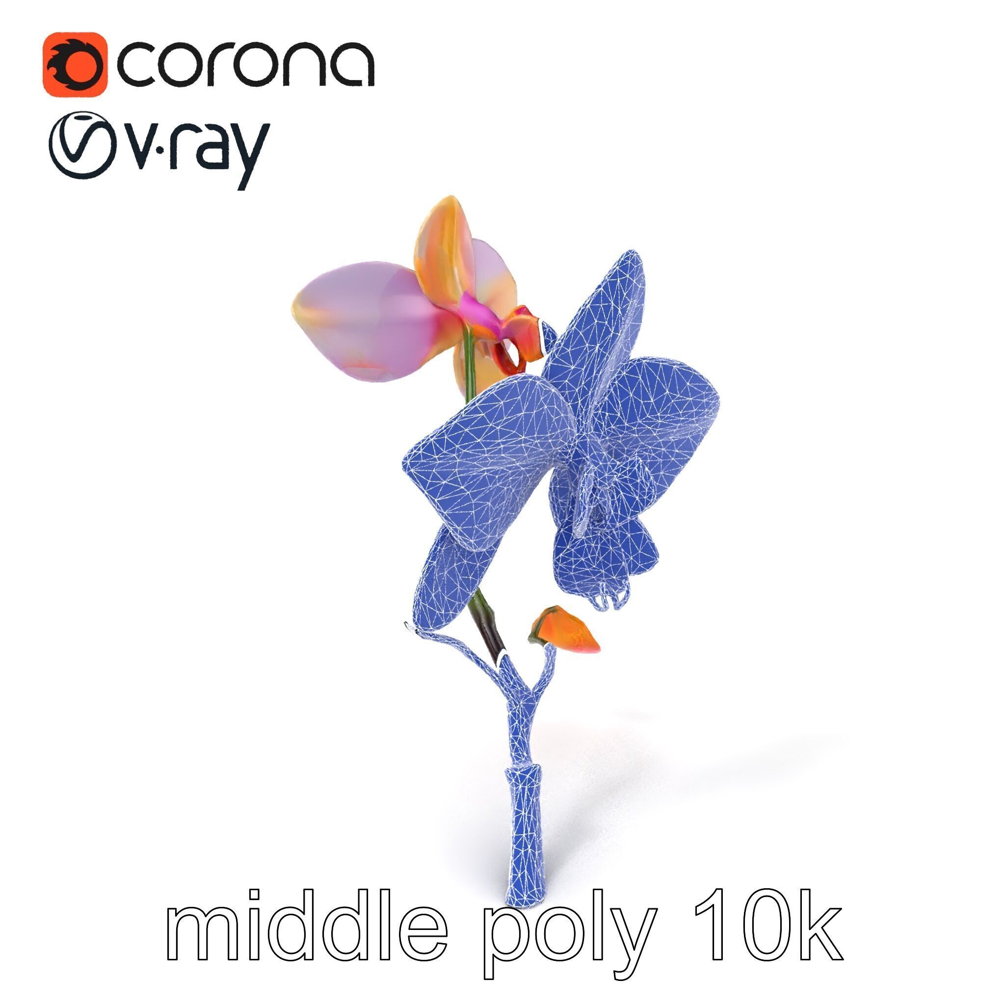 Dendrobium Orchid Floral Diversity model pack Low-poly 3D model_5