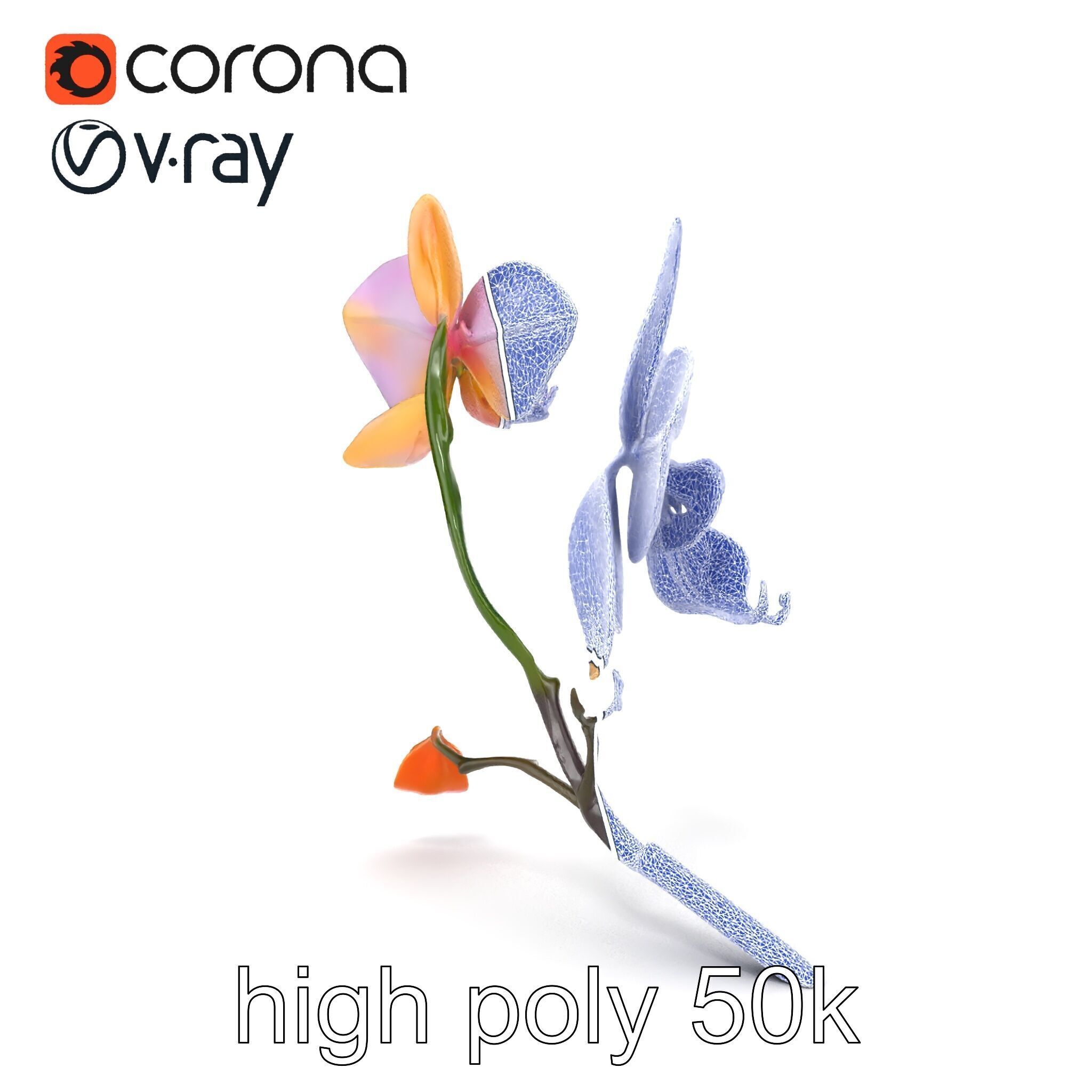 Dendrobium Orchid Floral Diversity model pack Low-poly 3D model_30