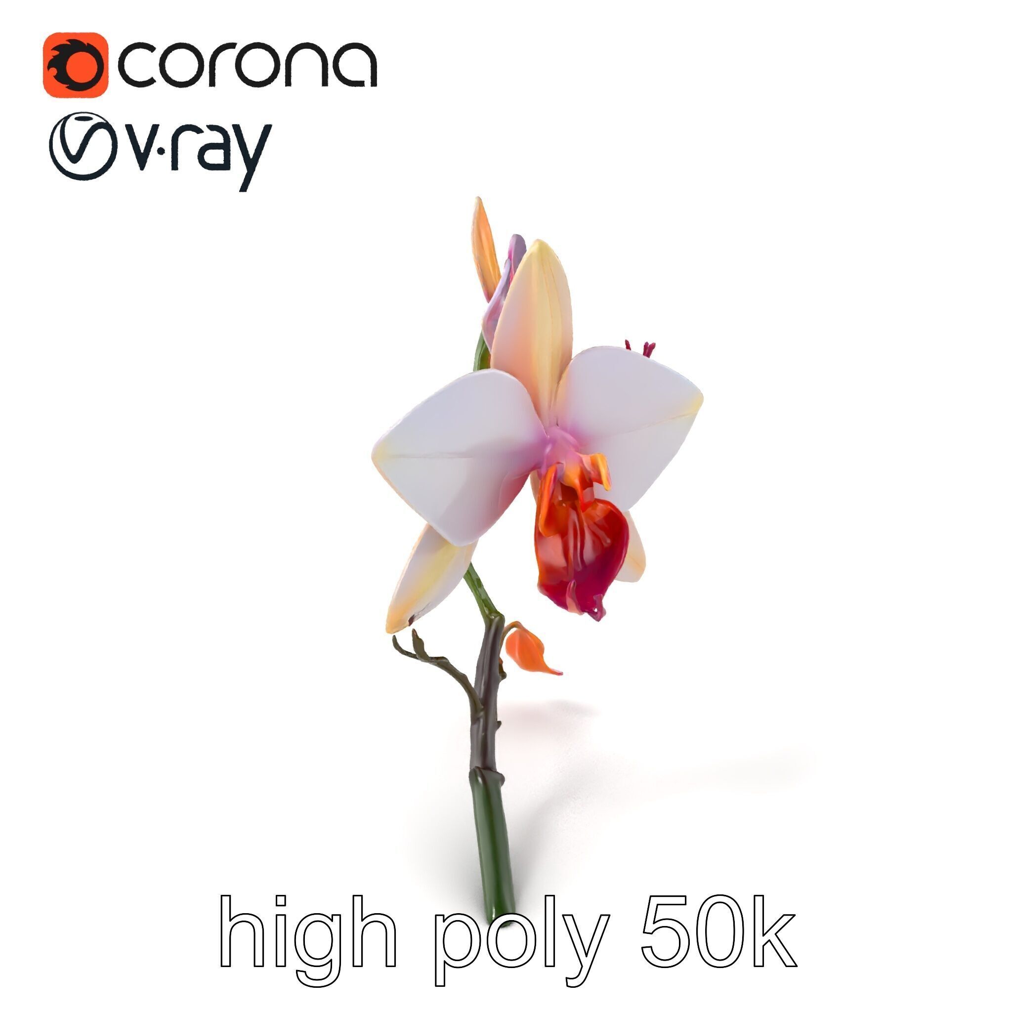 Dendrobium Orchid Floral Diversity model pack Low-poly 3D model_2