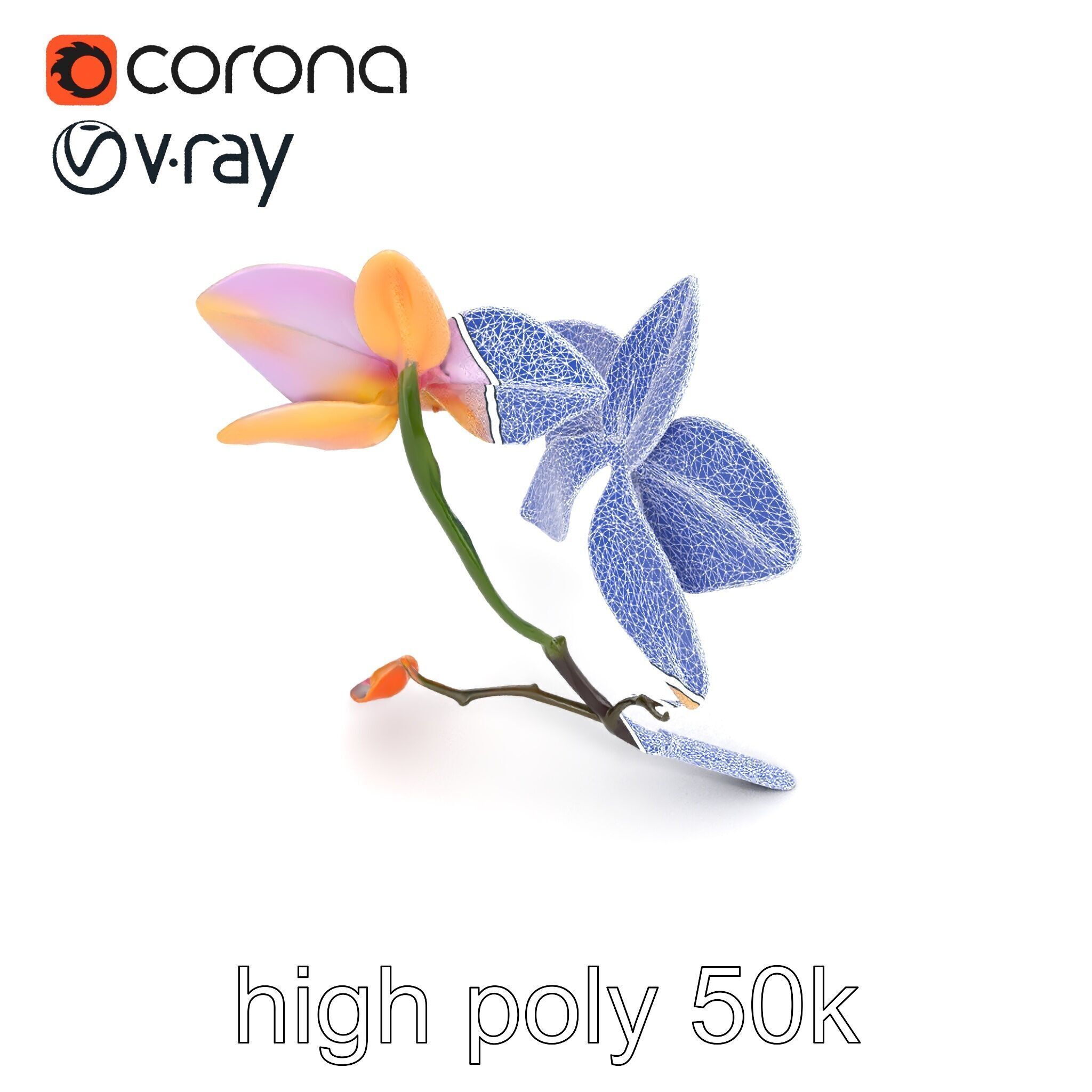 Dendrobium Orchid Floral Diversity model pack Low-poly 3D model_26