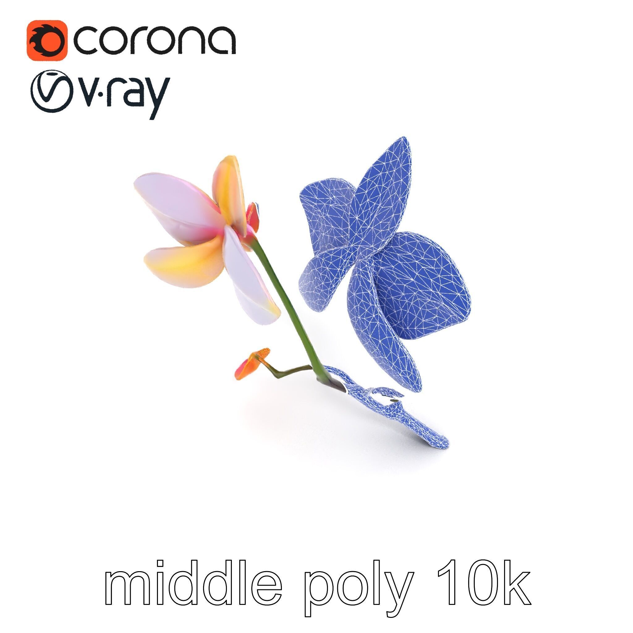 Dendrobium Orchid Floral Diversity model pack Low-poly 3D model_19