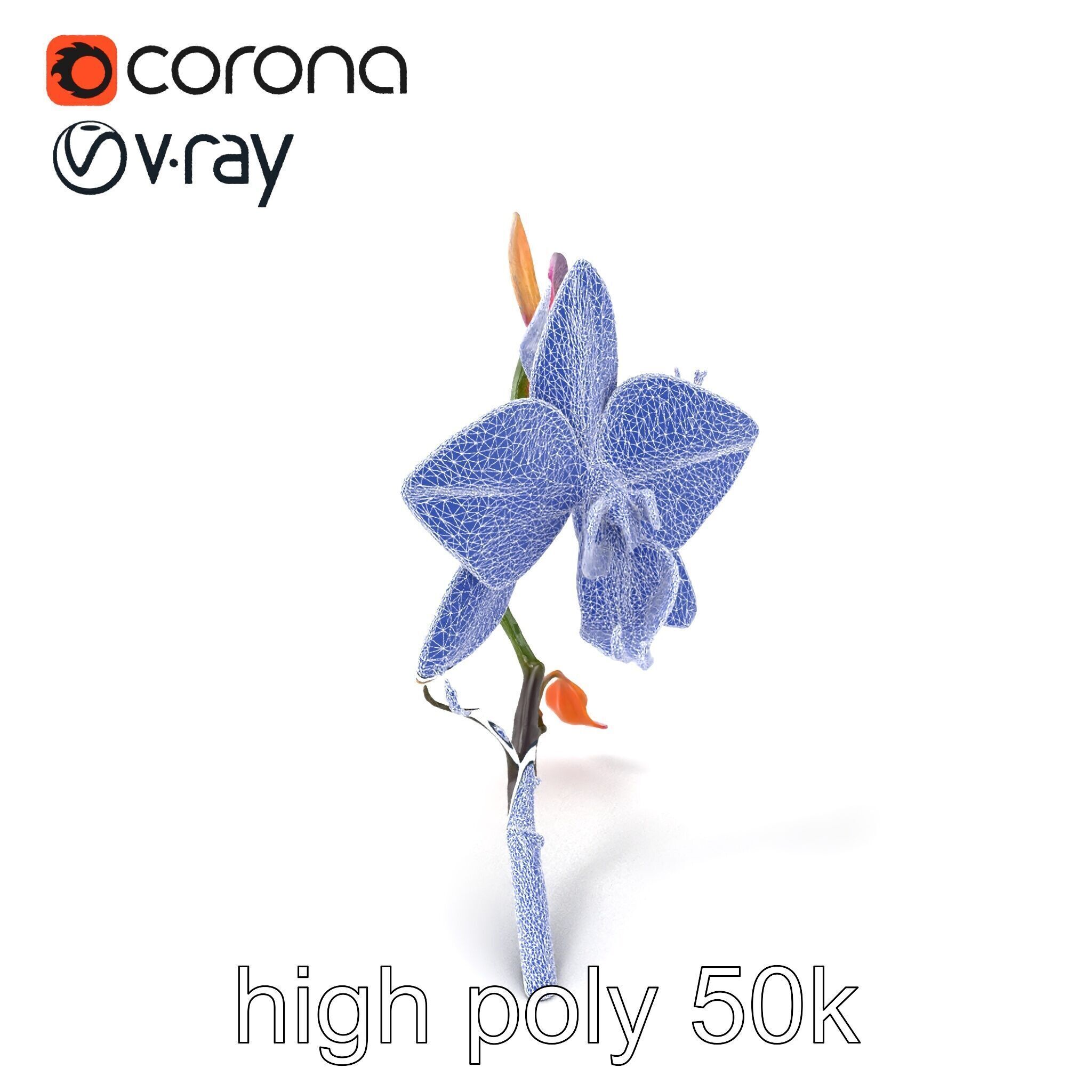 Dendrobium Orchid Floral Diversity model pack Low-poly 3D model_1
