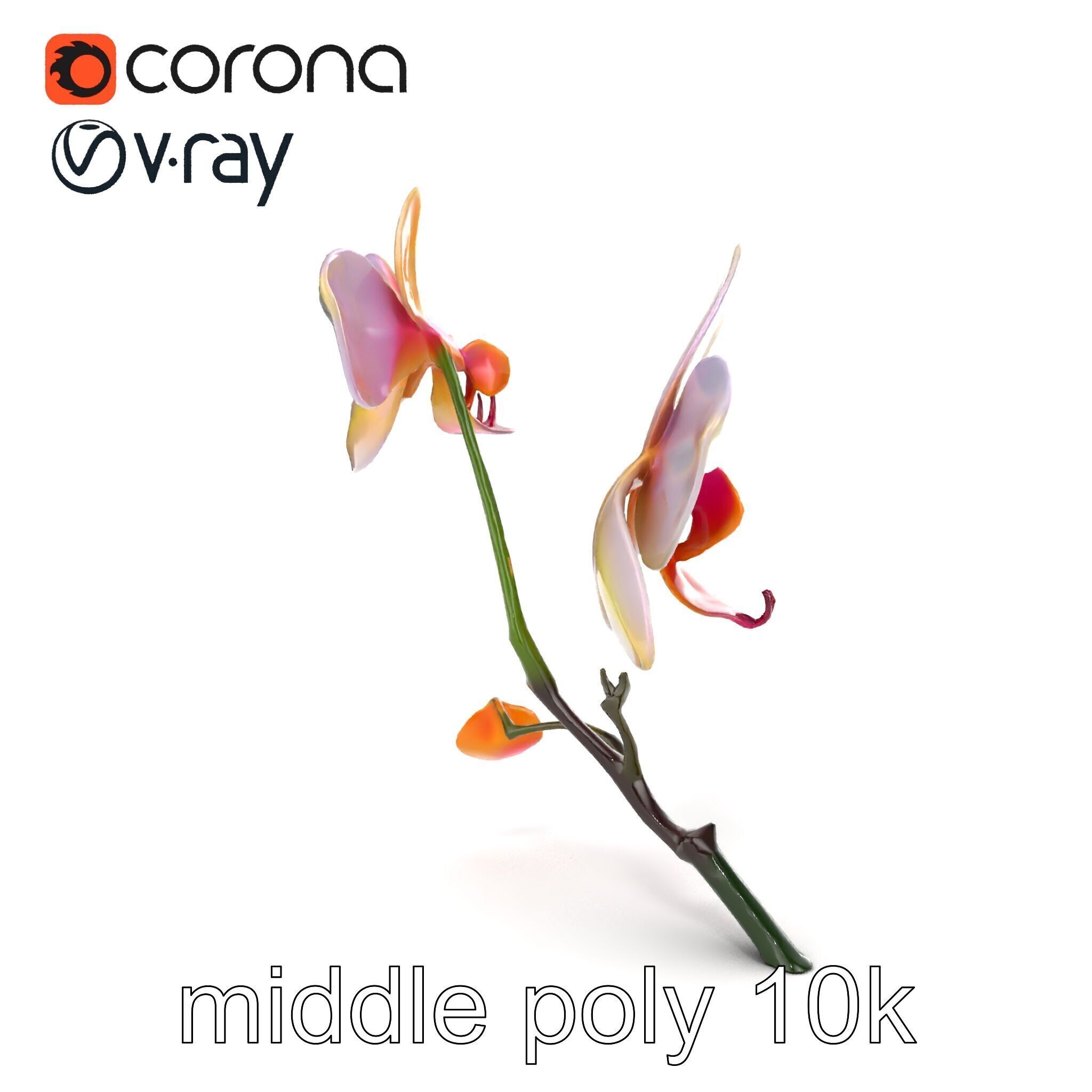 Dendrobium Orchid Floral Diversity model pack Low-poly 3D model_25
