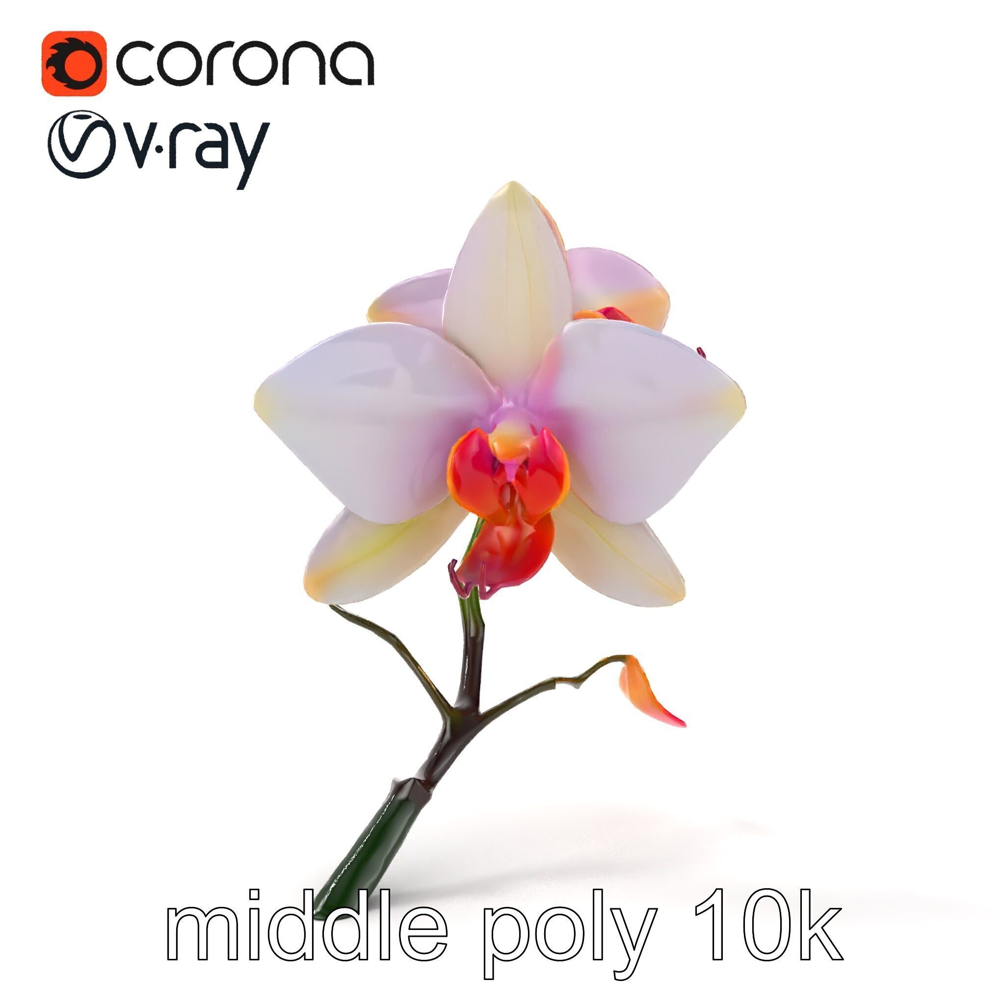 Dendrobium Orchid Floral Diversity model pack Low-poly 3D model_22