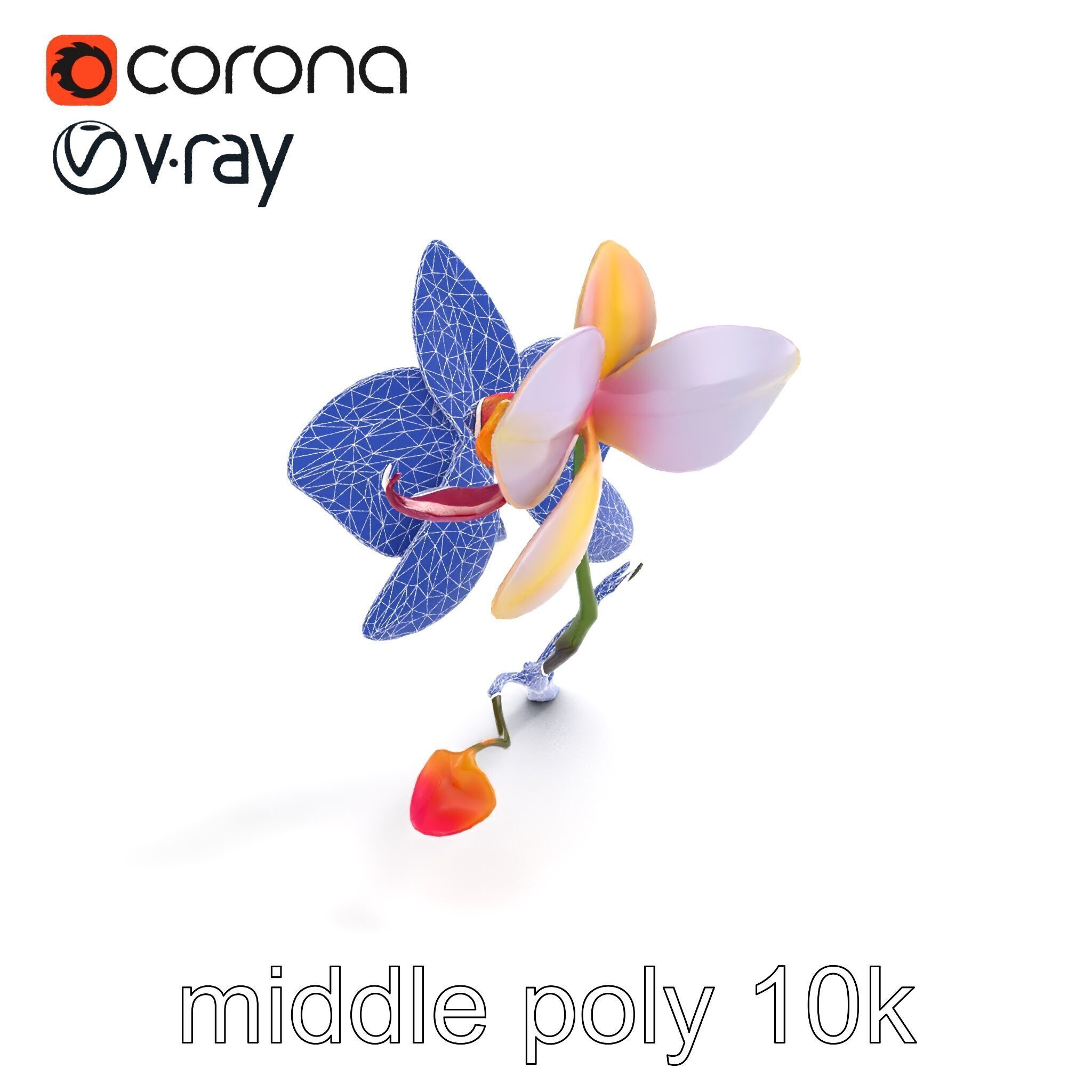 Dendrobium Orchid Floral Diversity model pack Low-poly 3D model_10