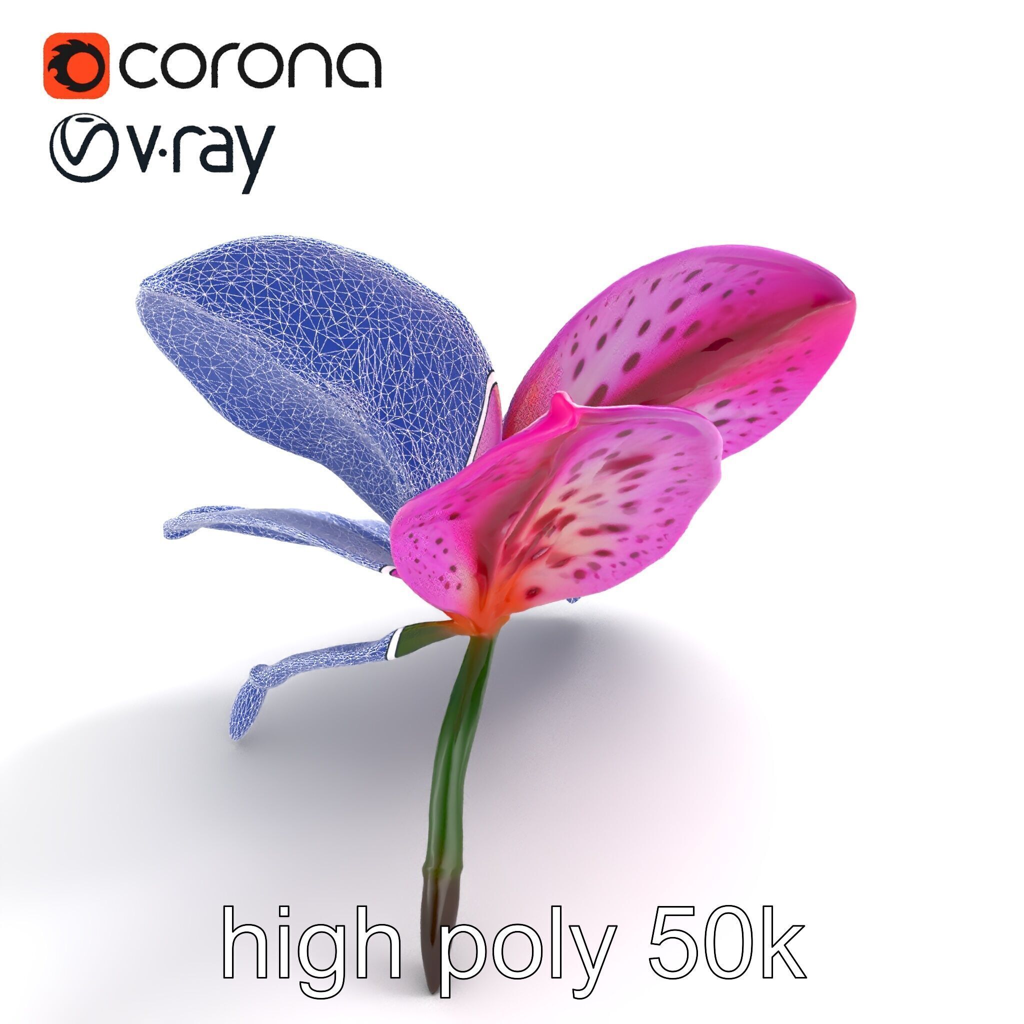 Vanda Orchid Flower Spot Pattern model pack Low-poly 3D model_19