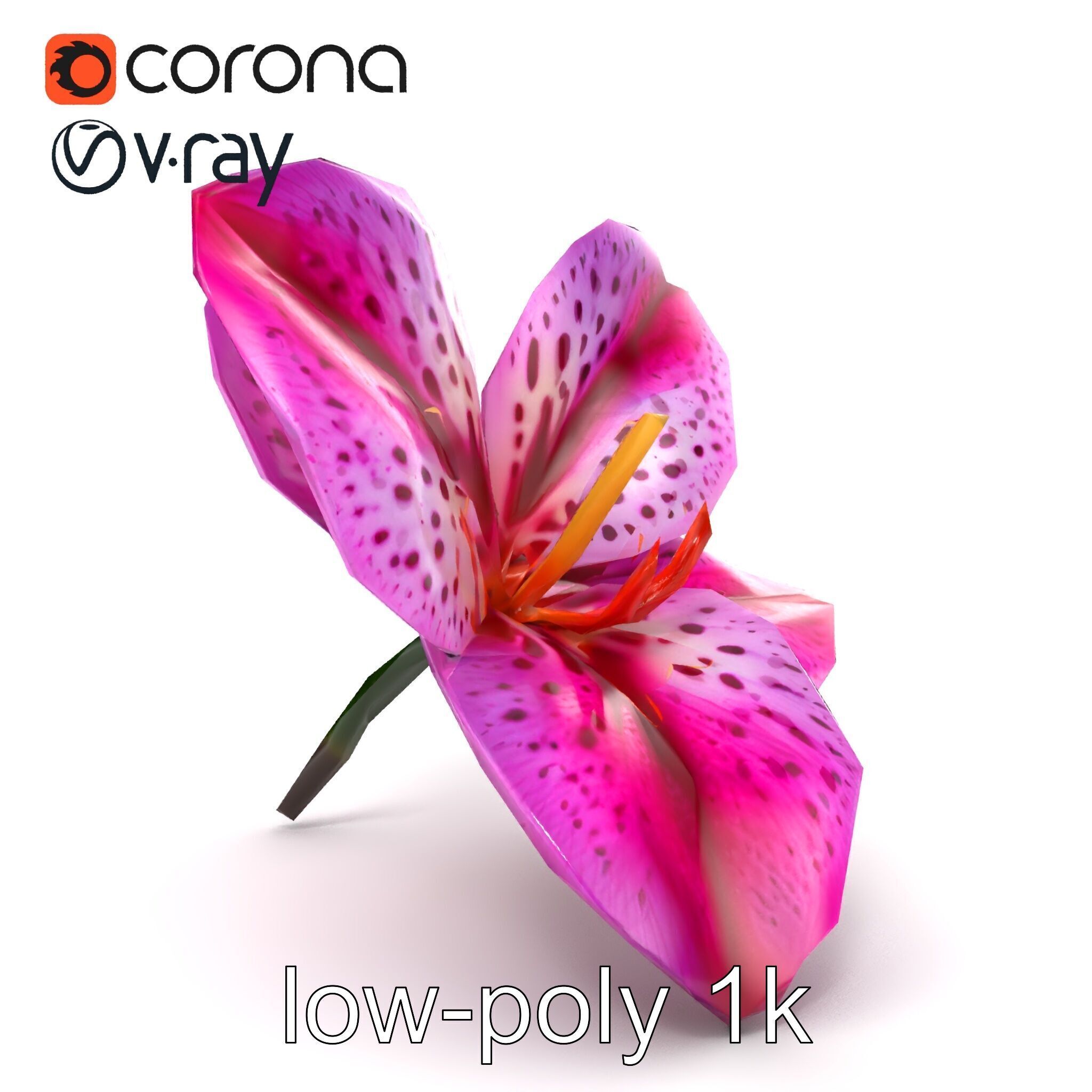 Vanda Orchid Flower Spot Pattern model pack Low-poly 3D model_21