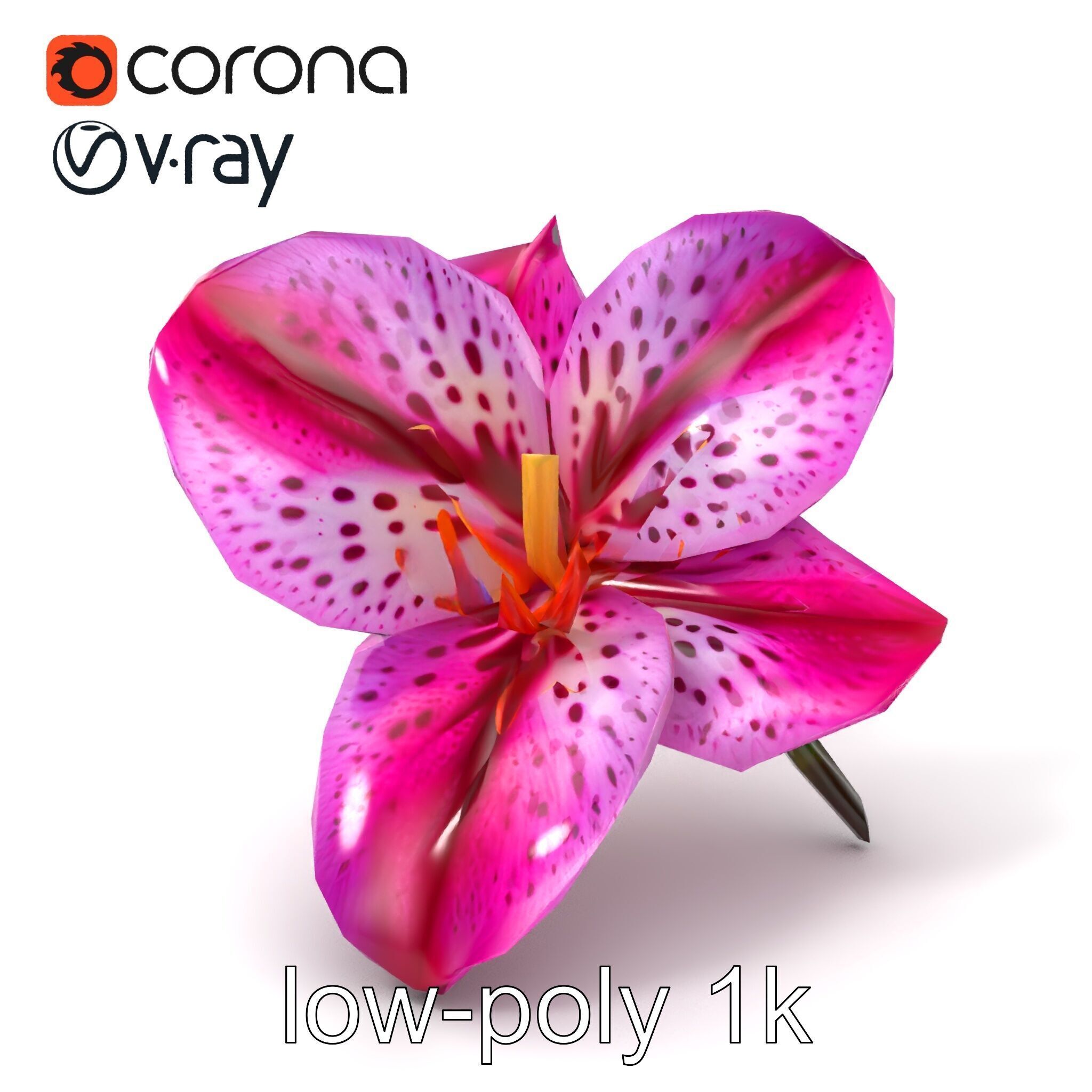 Vanda Orchid Flower Spot Pattern model pack Low-poly 3D model_4