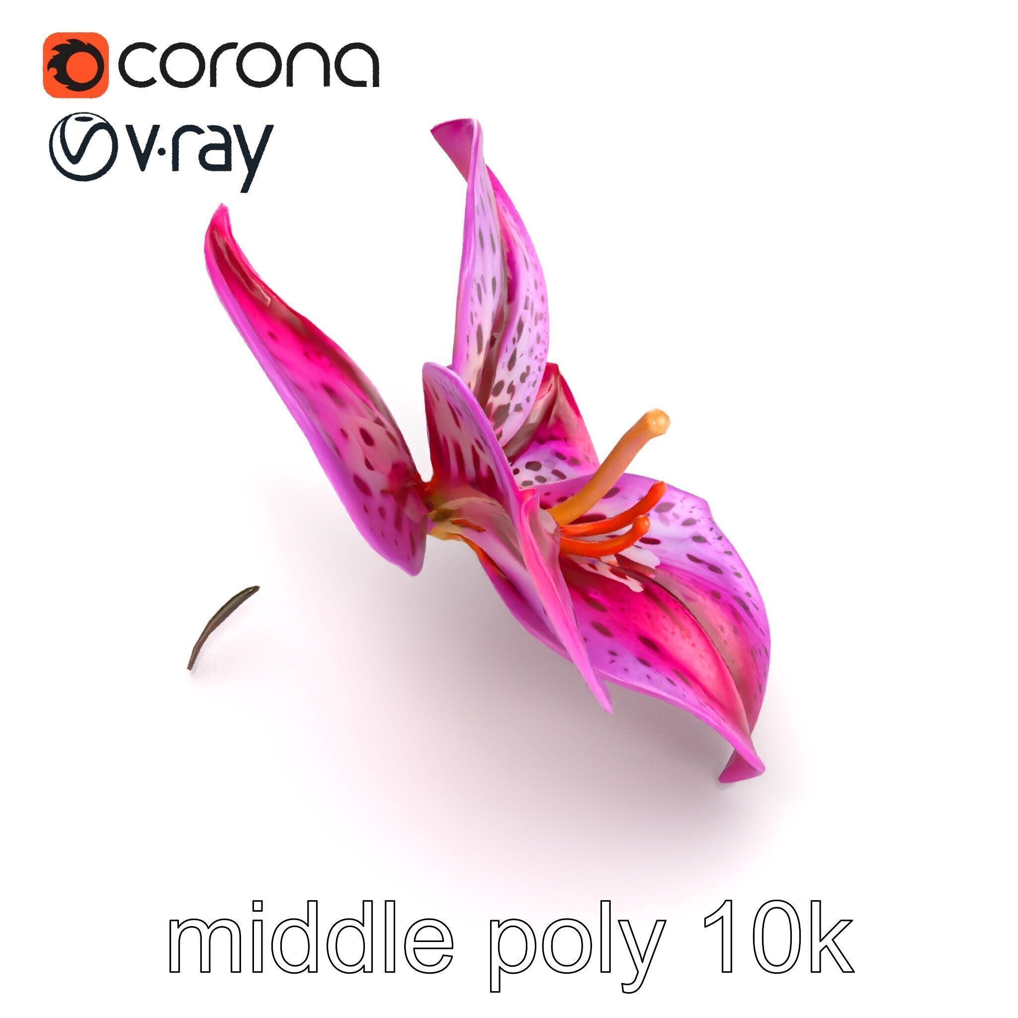 Vanda Orchid Flower Spot Pattern model pack Low-poly 3D model_13