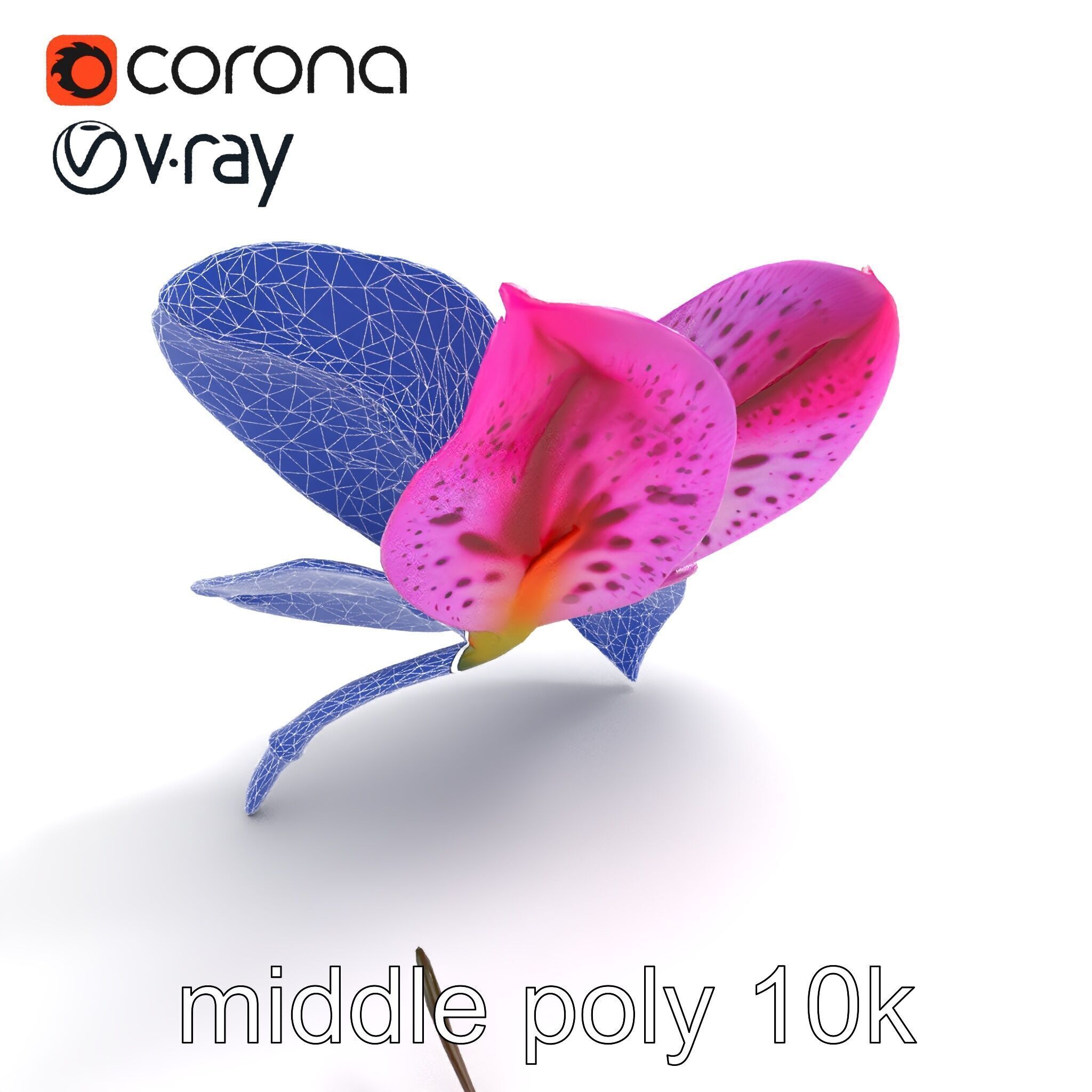 Vanda Orchid Flower Spot Pattern model pack Low-poly 3D model_26