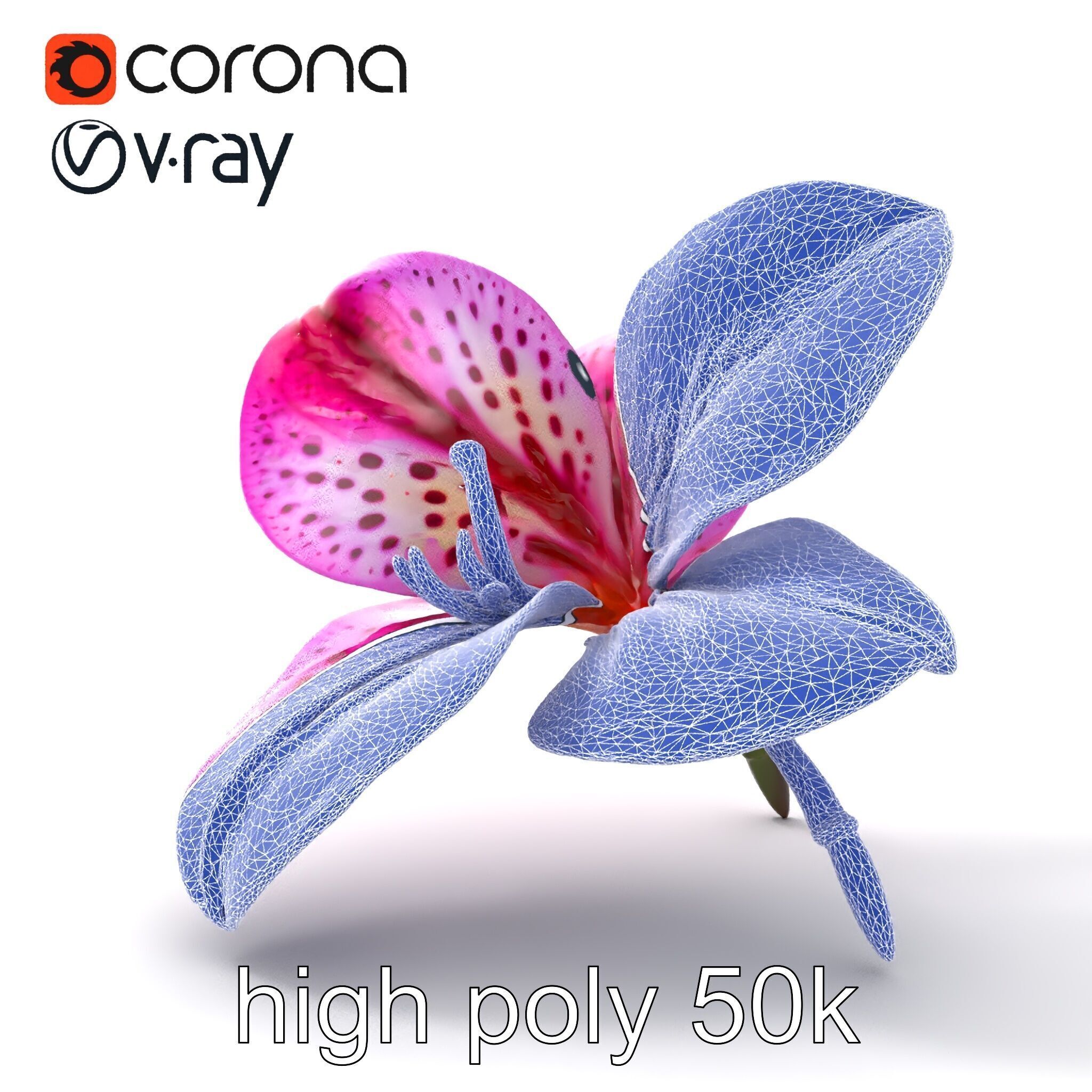 Vanda Orchid Flower Spot Pattern model pack Low-poly 3D model_24