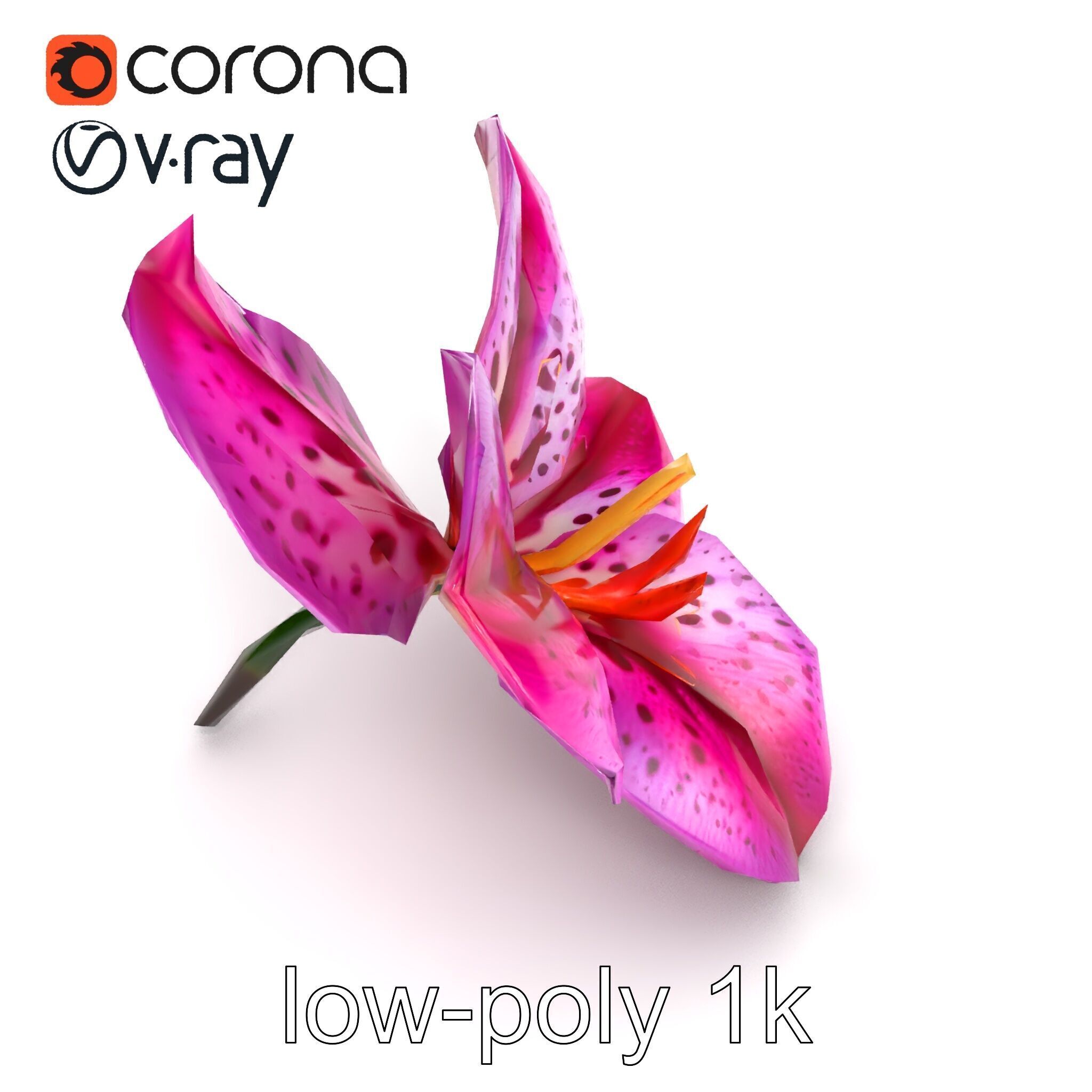 Vanda Orchid Flower Spot Pattern model pack Low-poly 3D model_11