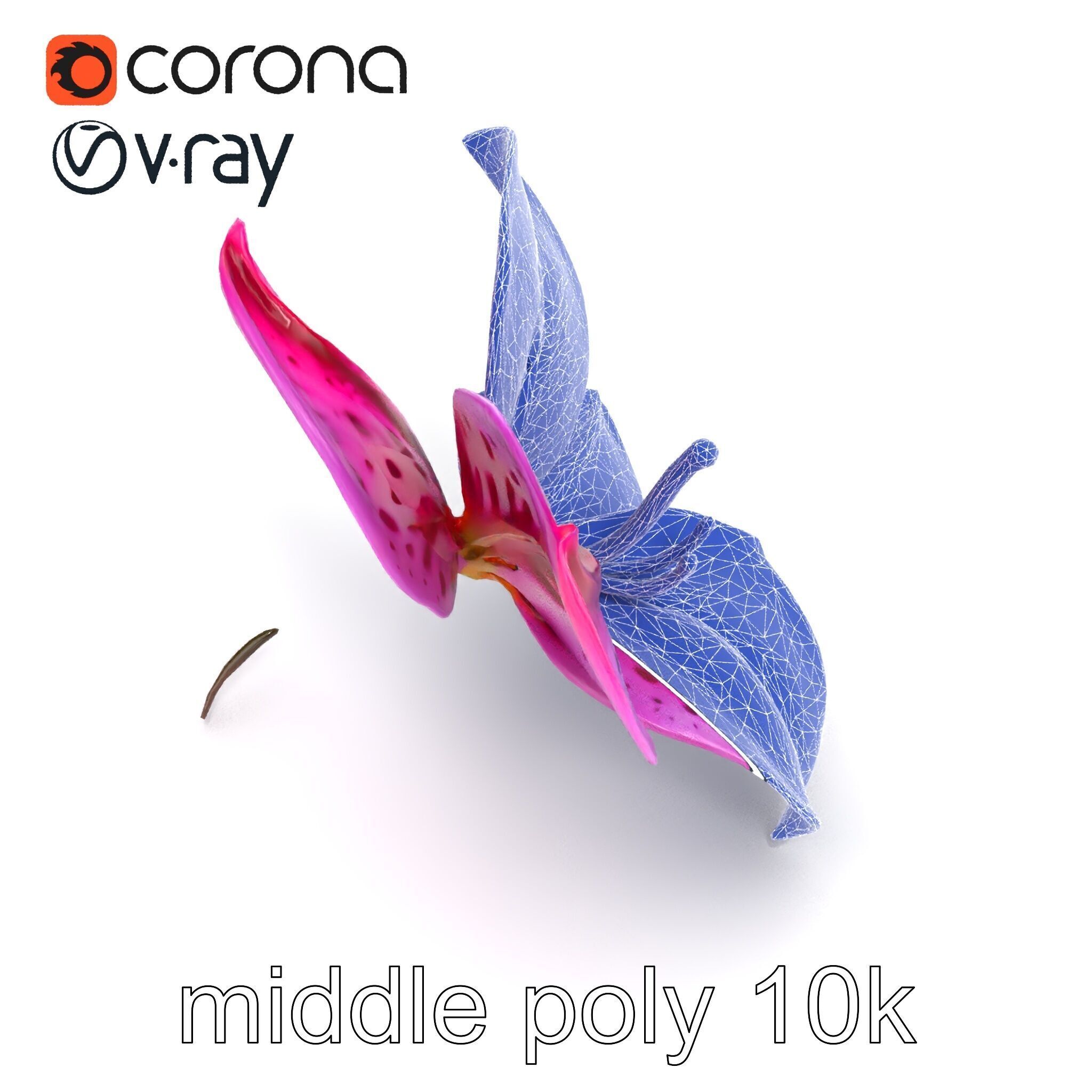 Vanda Orchid Flower Spot Pattern model pack Low-poly 3D model_22