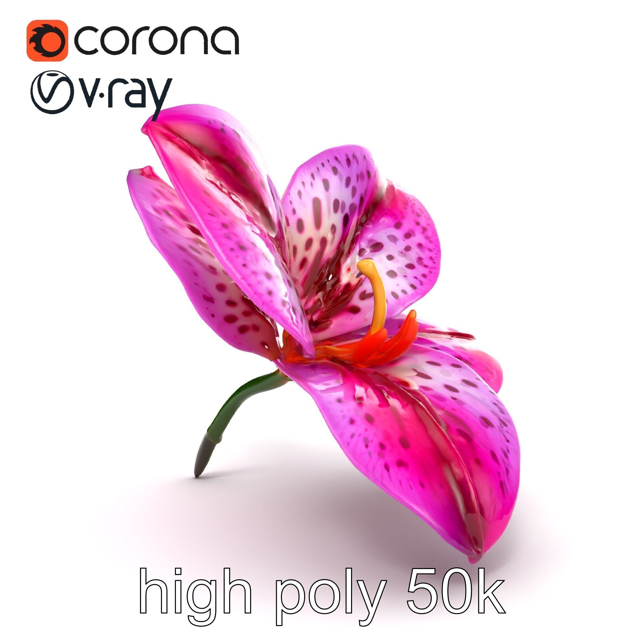 Vanda Orchid Flower Spot Pattern model pack Low-poly 3D model_28