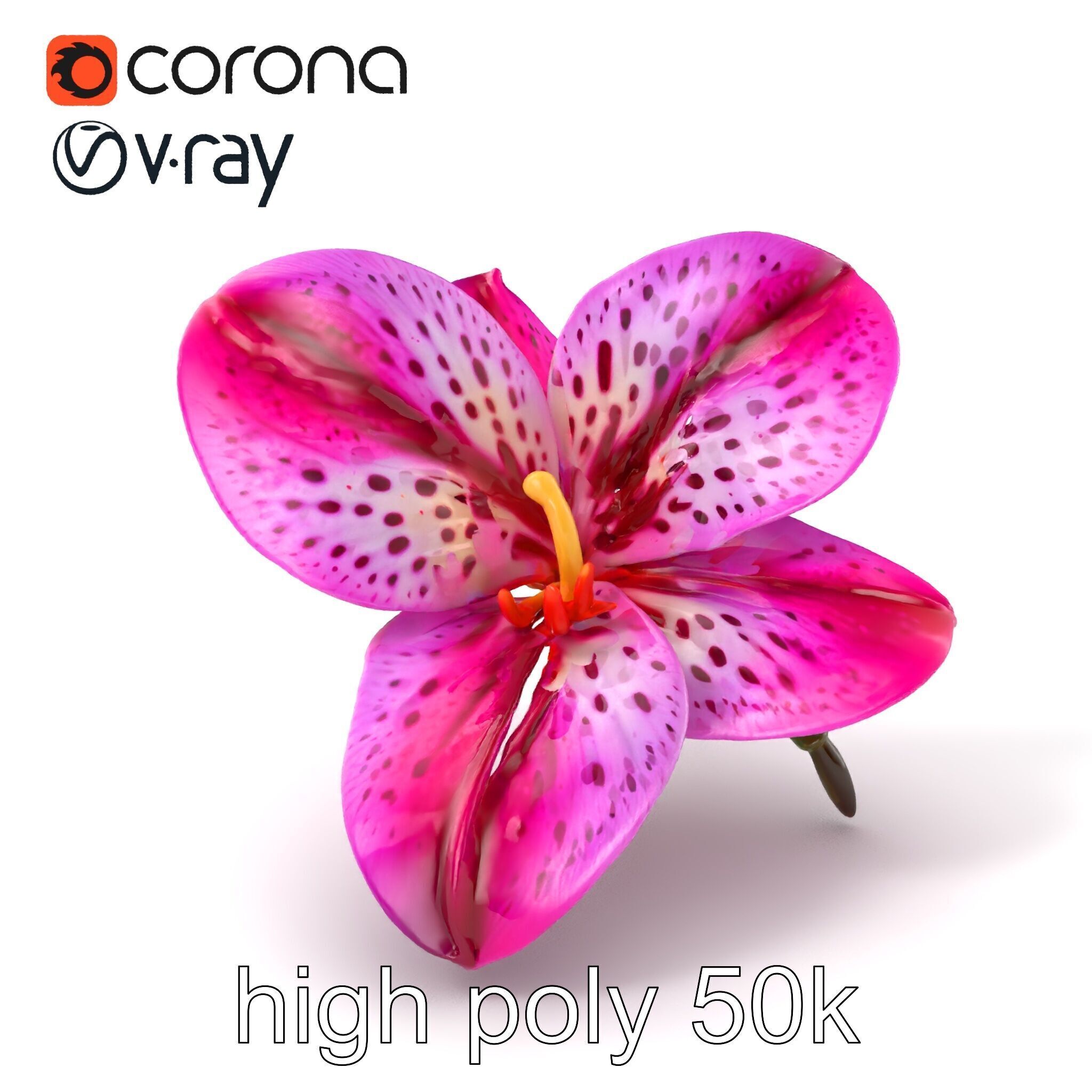 Vanda Orchid Flower Spot Pattern model pack Low-poly 3D model_2