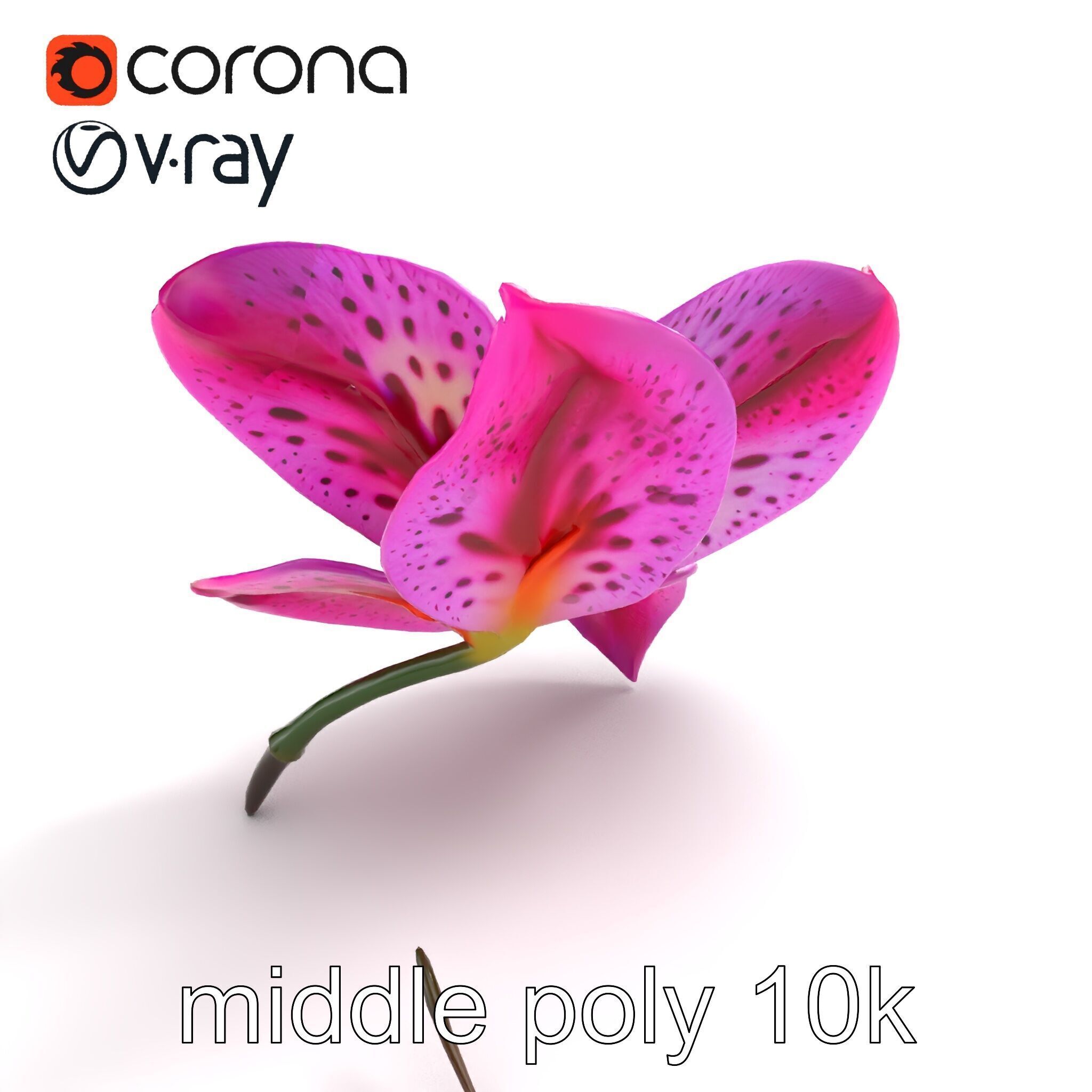 Vanda Orchid Flower Spot Pattern model pack Low-poly 3D model_7