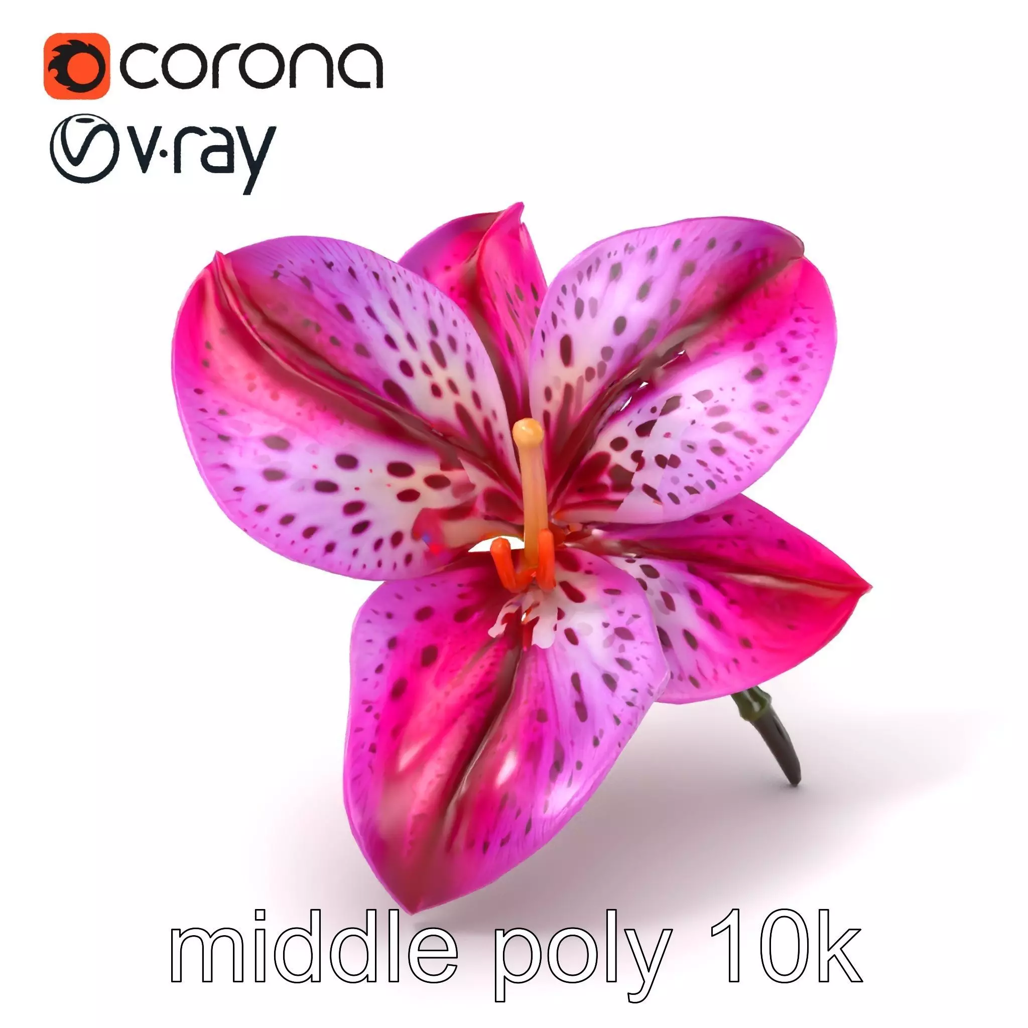 Vanda Orchid Flower Spot Pattern model pack Low-poly 3D model_0