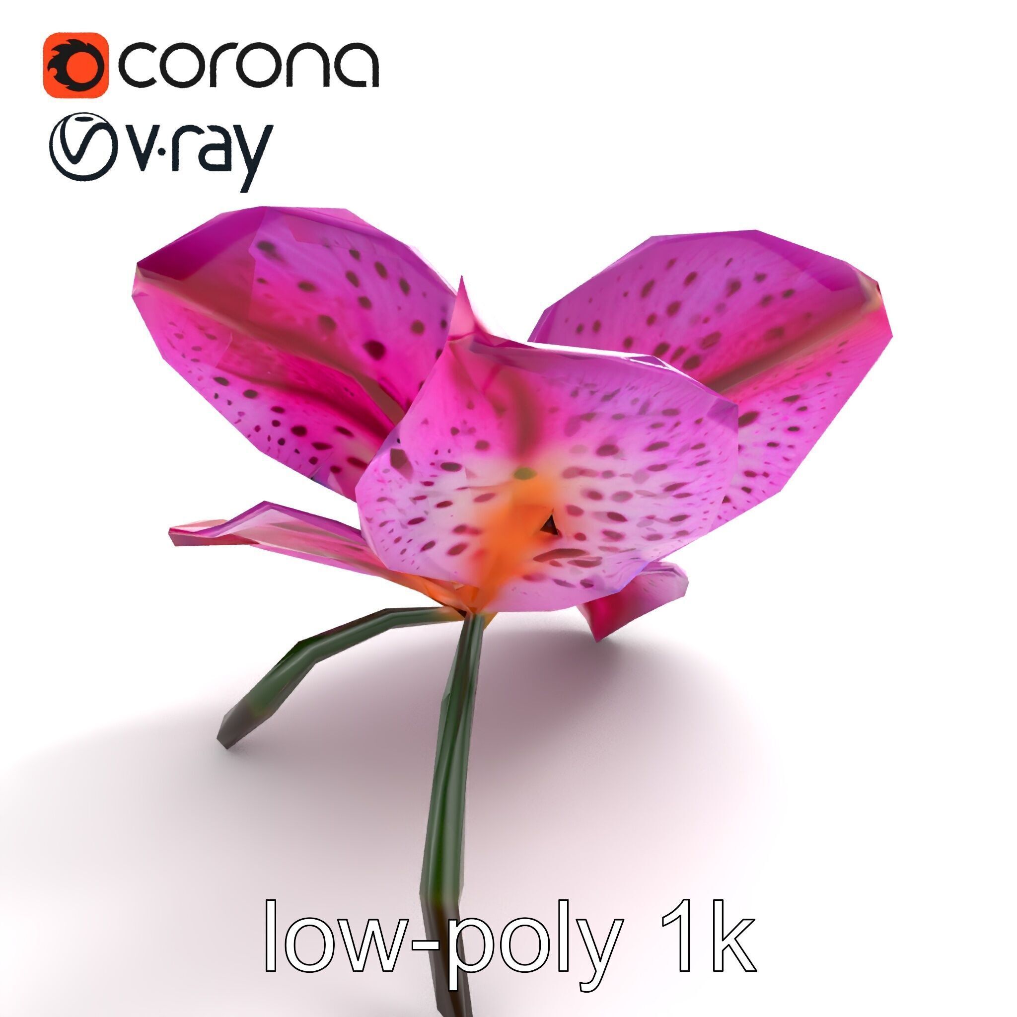 Vanda Orchid Flower Spot Pattern model pack Low-poly 3D model_8