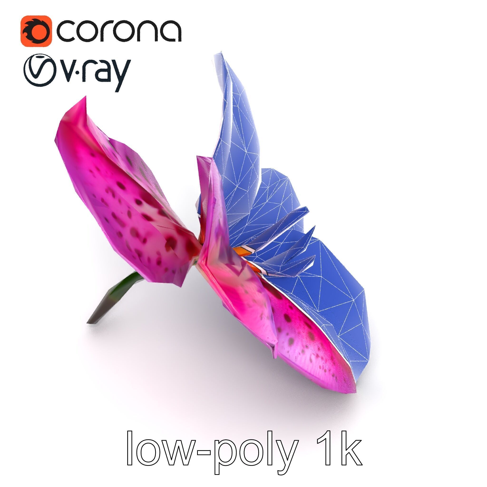 Vanda Orchid Flower Spot Pattern model pack Low-poly 3D model_12