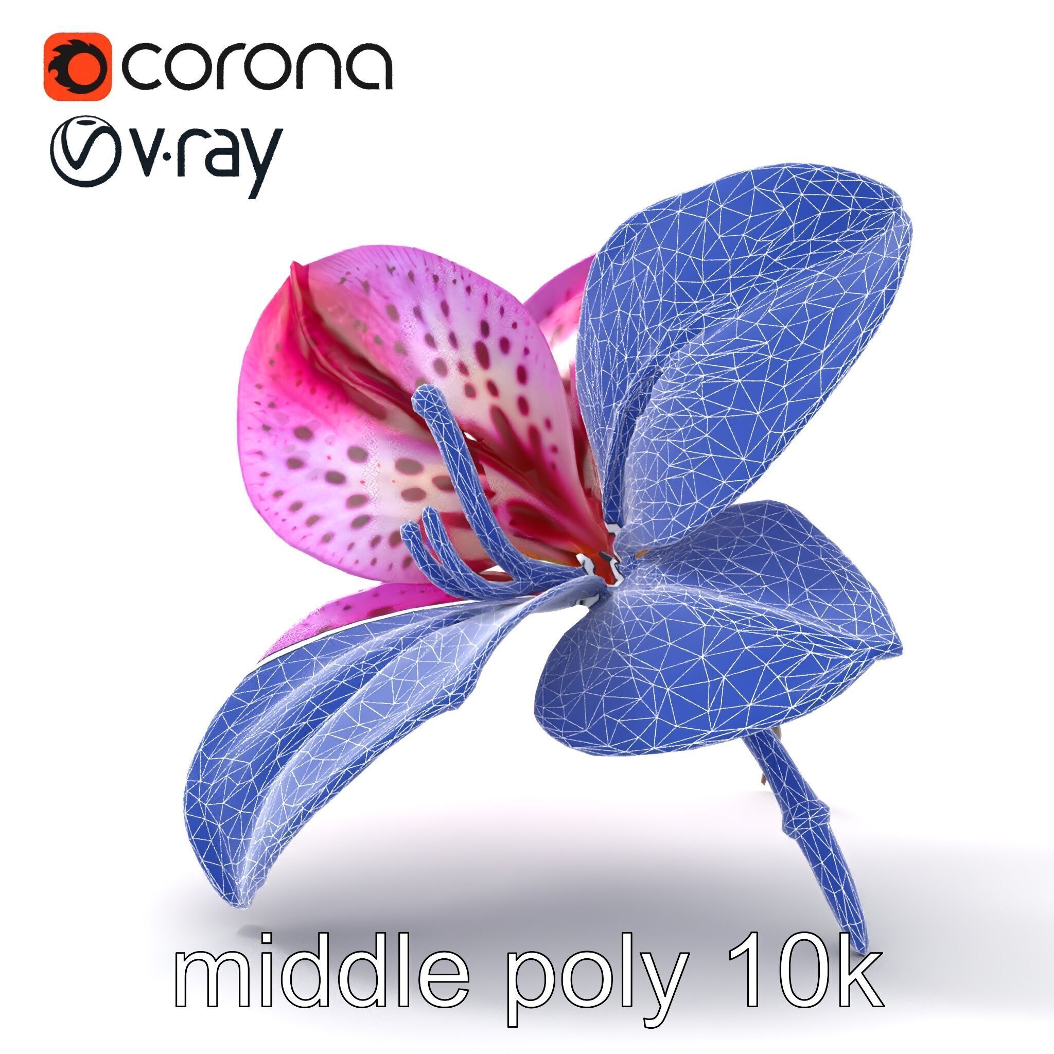 Vanda Orchid Flower Spot Pattern model pack Low-poly 3D model_30