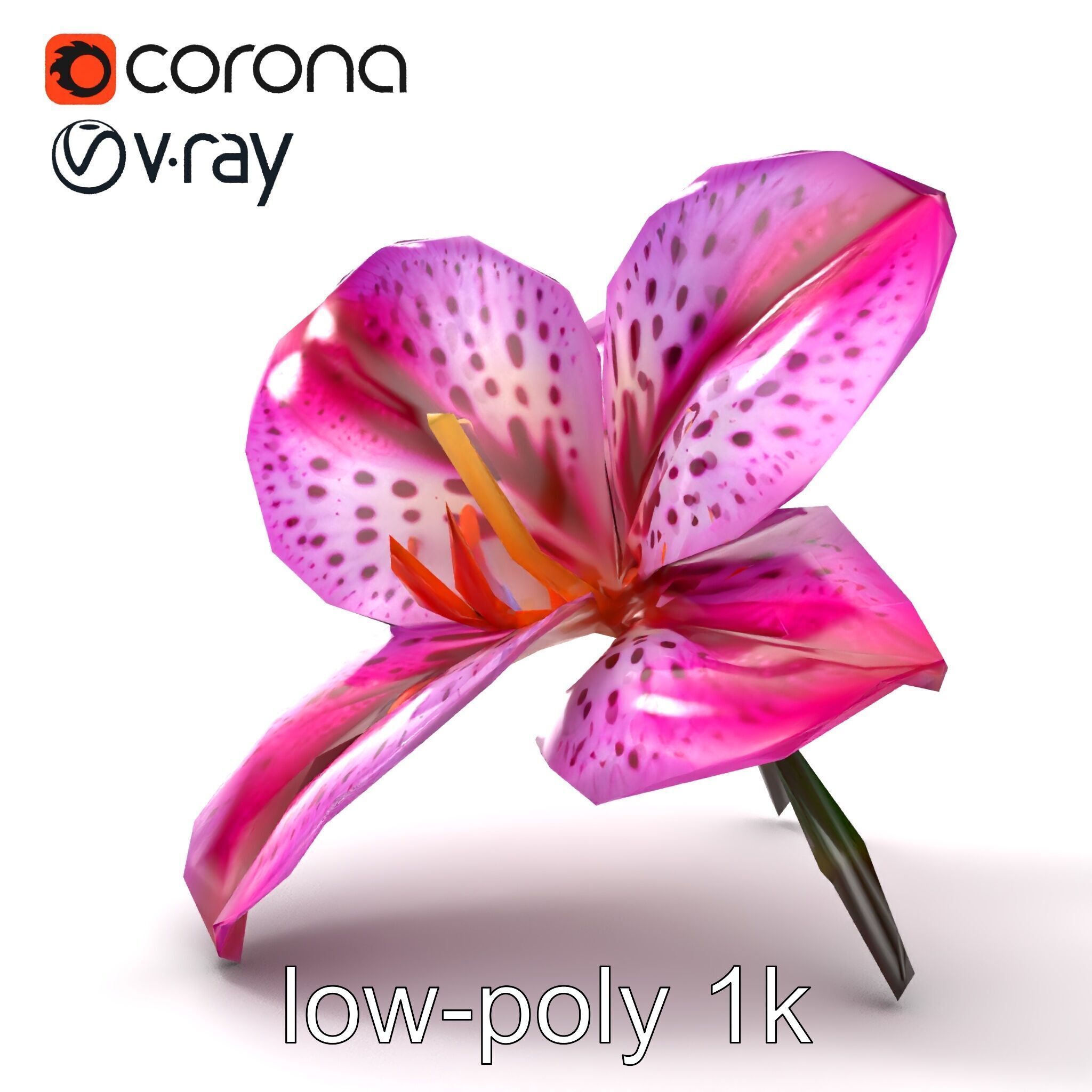 Vanda Orchid Flower Spot Pattern model pack Low-poly 3D model_15