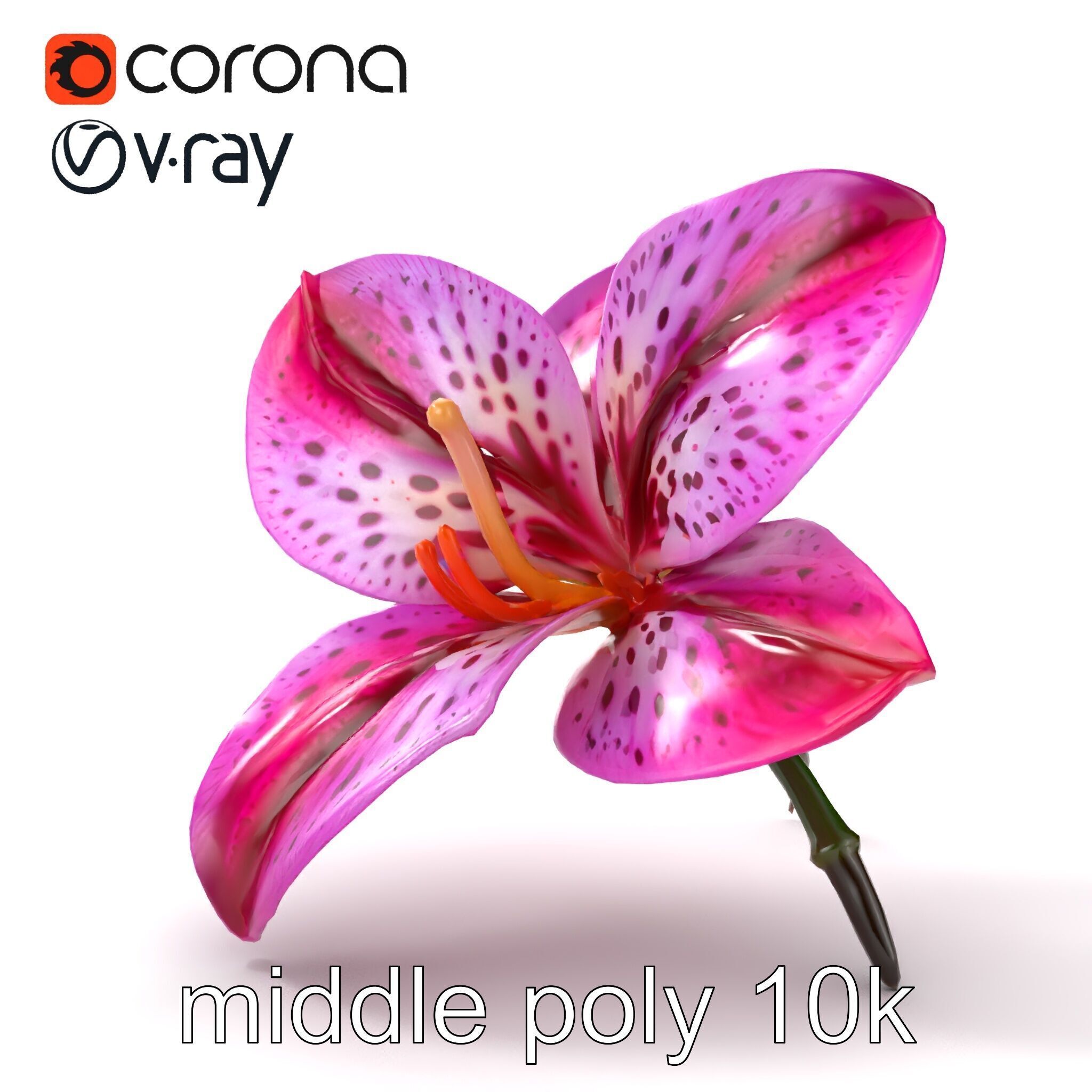Vanda Orchid Flower Spot Pattern model pack Low-poly 3D model_16