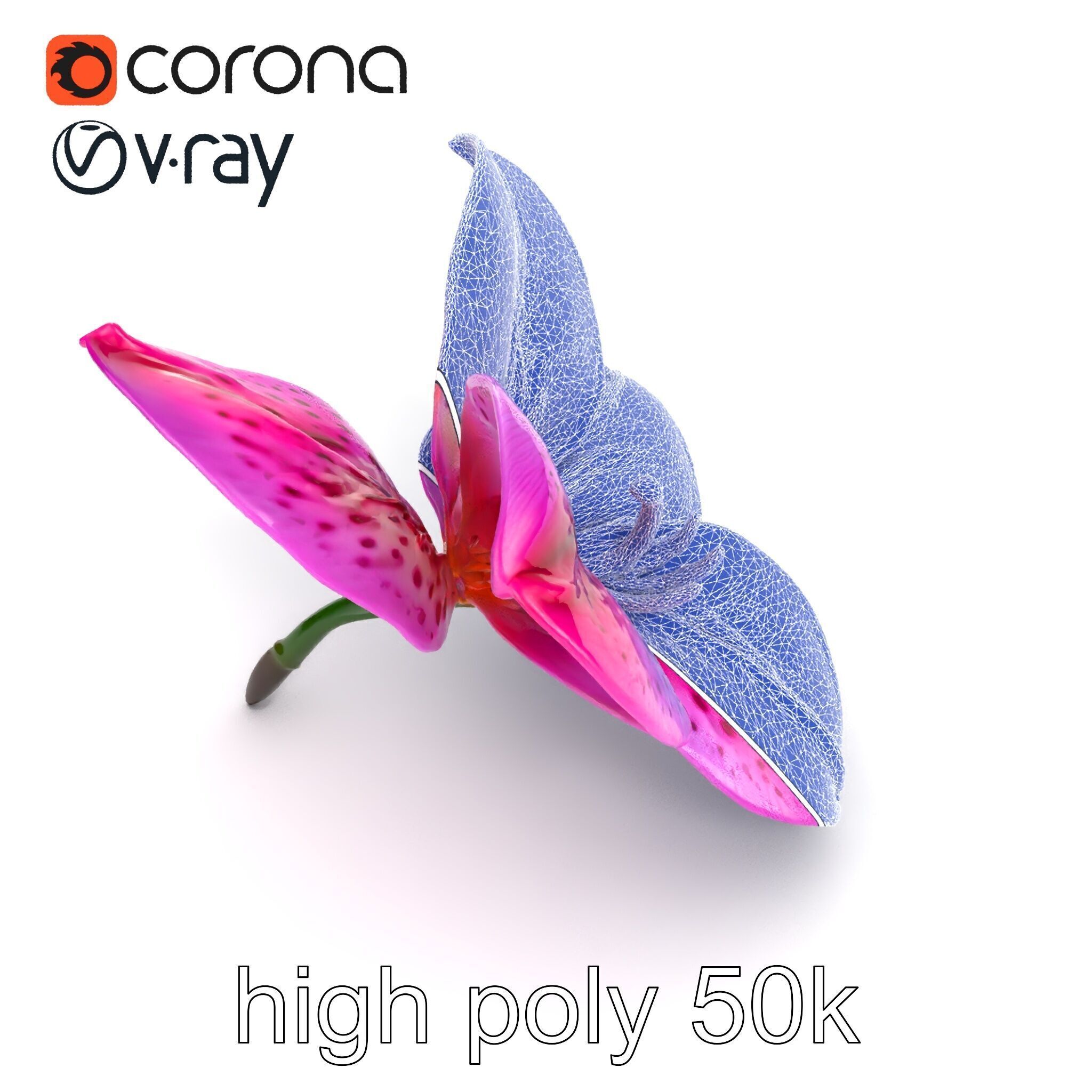 Vanda Orchid Flower Spot Pattern model pack Low-poly 3D model_18