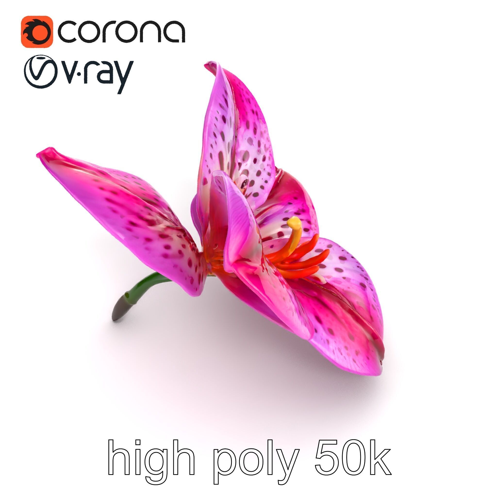 Vanda Orchid Flower Spot Pattern model pack Low-poly 3D model_20