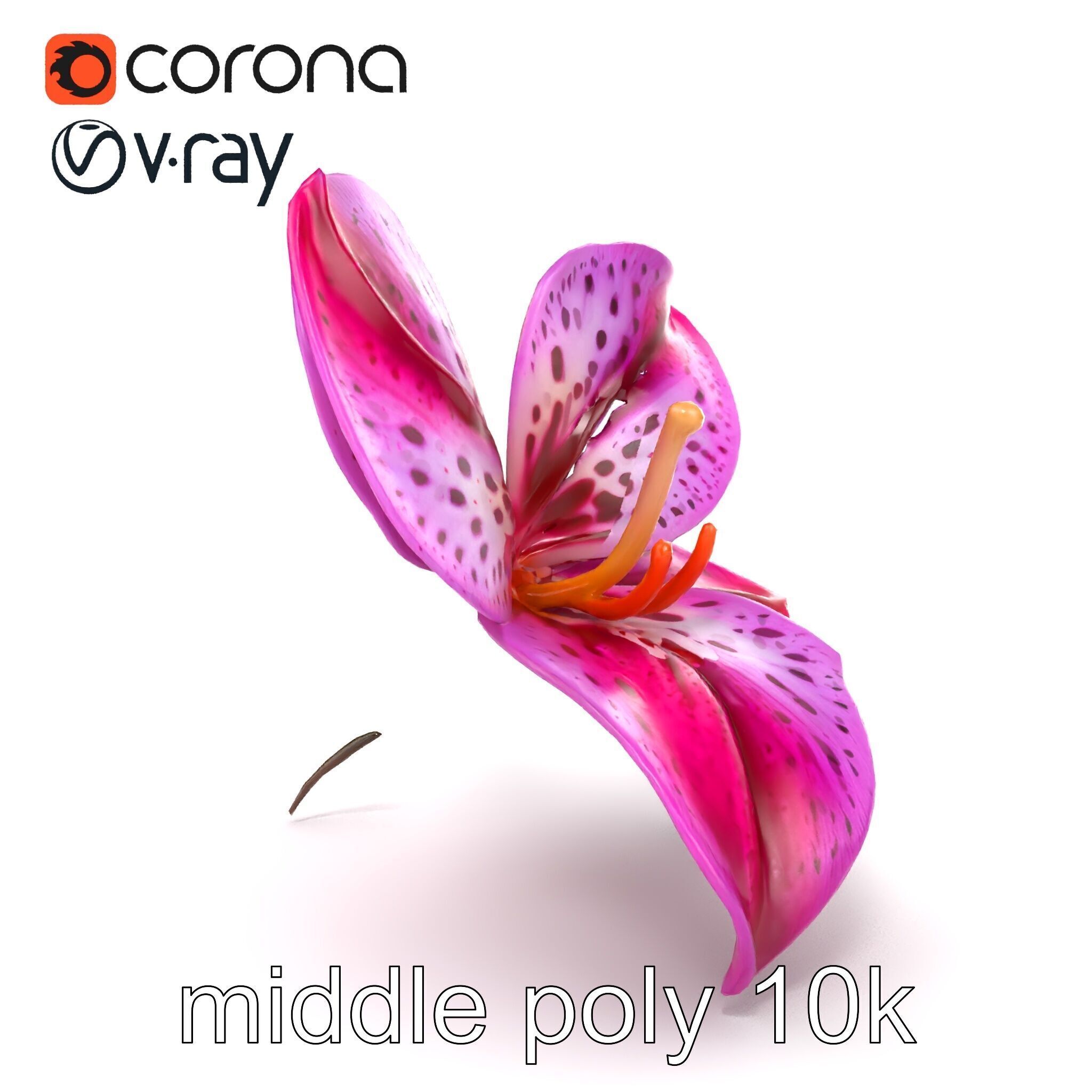 Vanda Orchid Flower Spot Pattern model pack Low-poly 3D model_27