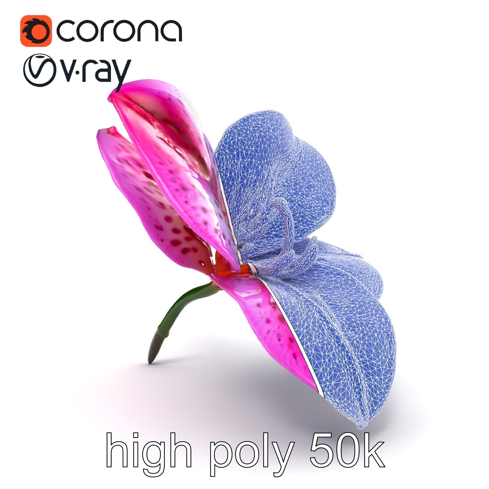 Vanda Orchid Flower Spot Pattern model pack Low-poly 3D model_23