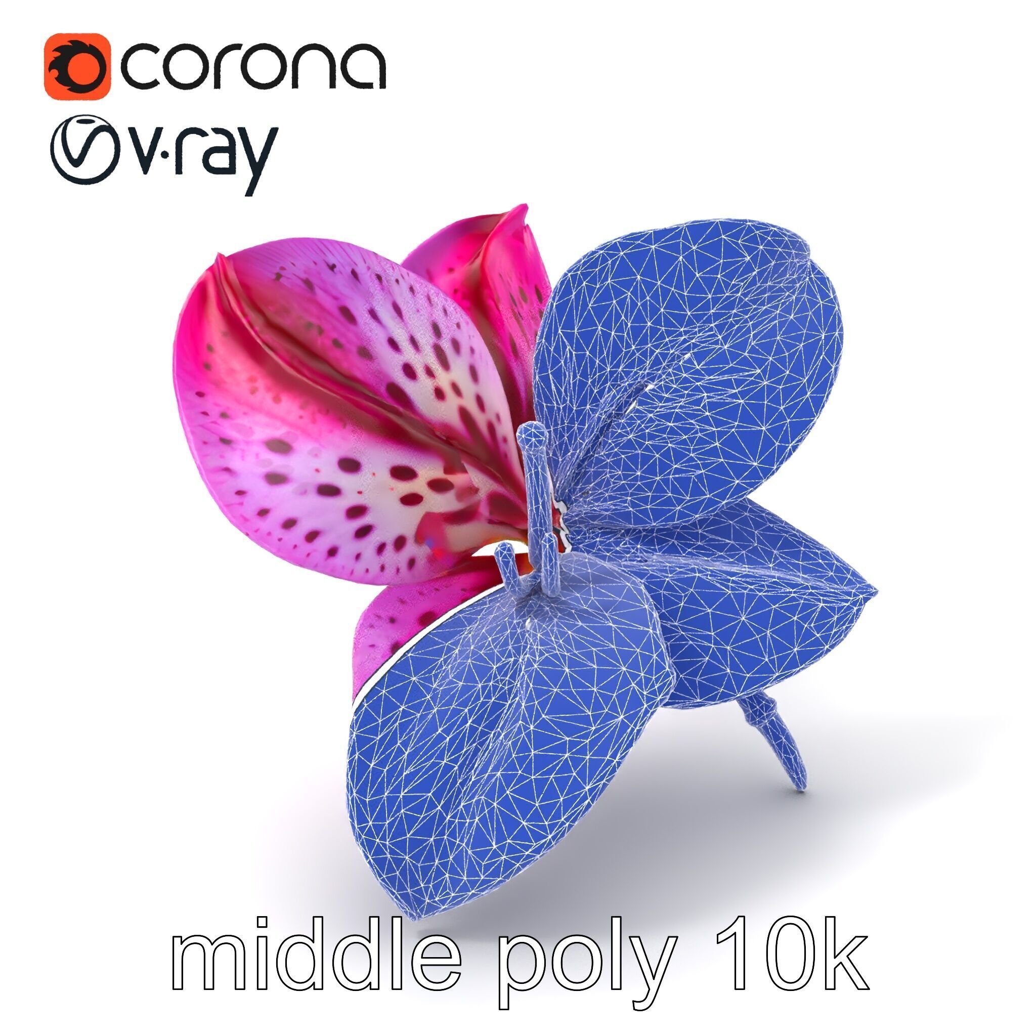 Vanda Orchid Flower Spot Pattern model pack Low-poly 3D model_5