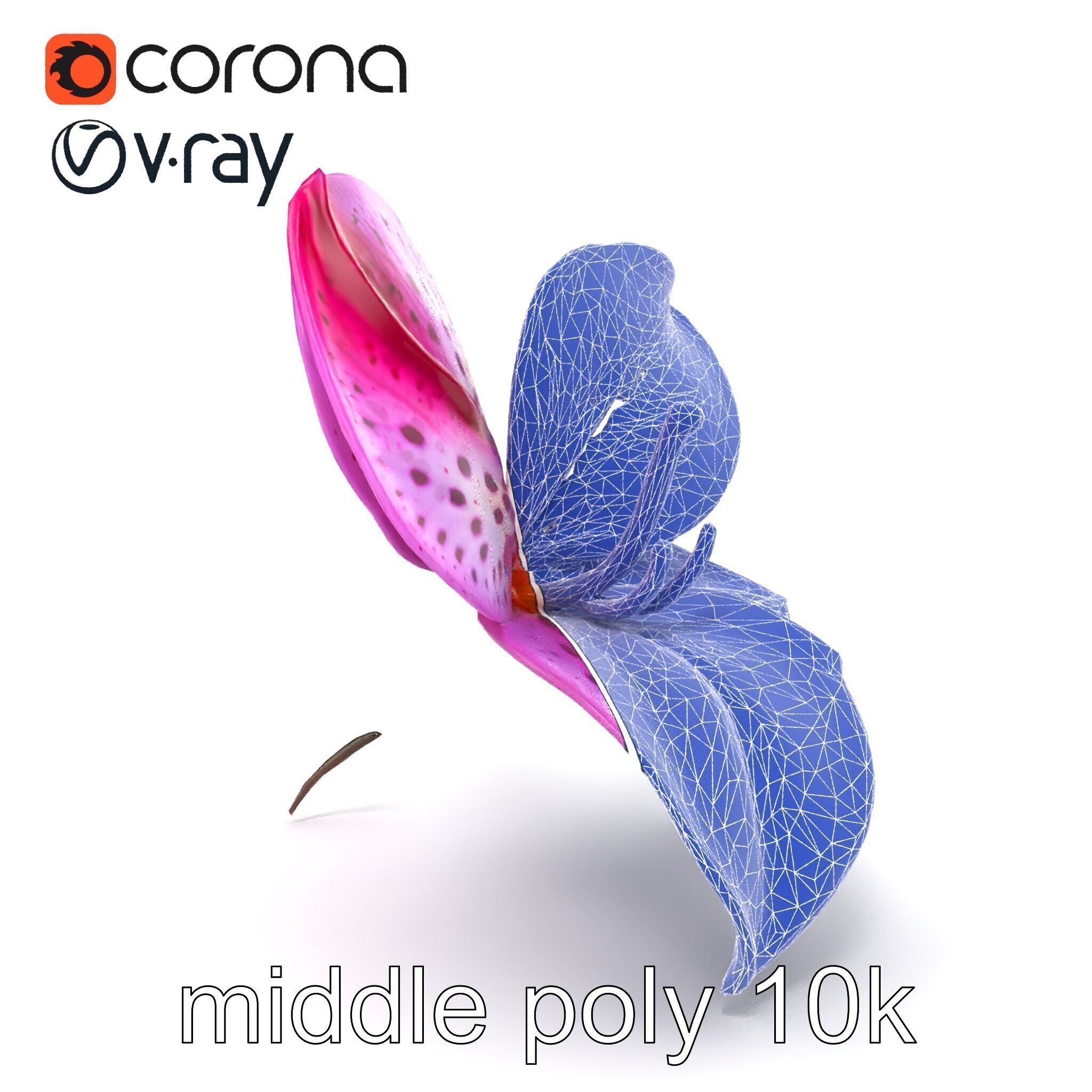 Vanda Orchid Flower Spot Pattern model pack Low-poly 3D model_25