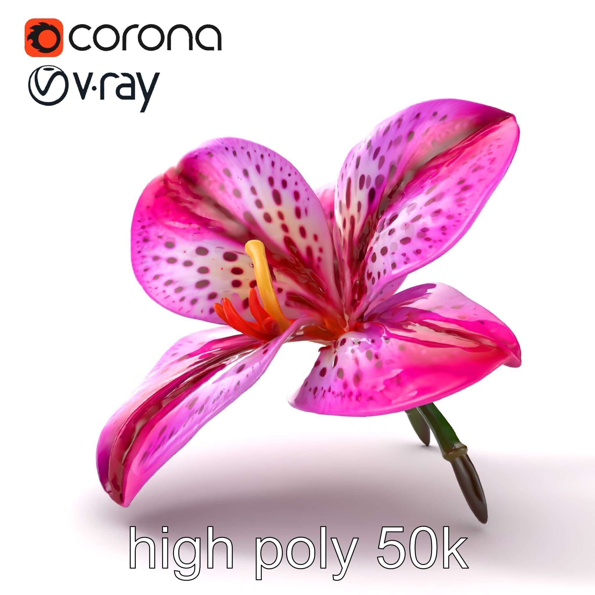 Vanda Orchid Flower Spot Pattern model pack Low-poly 3D model_17