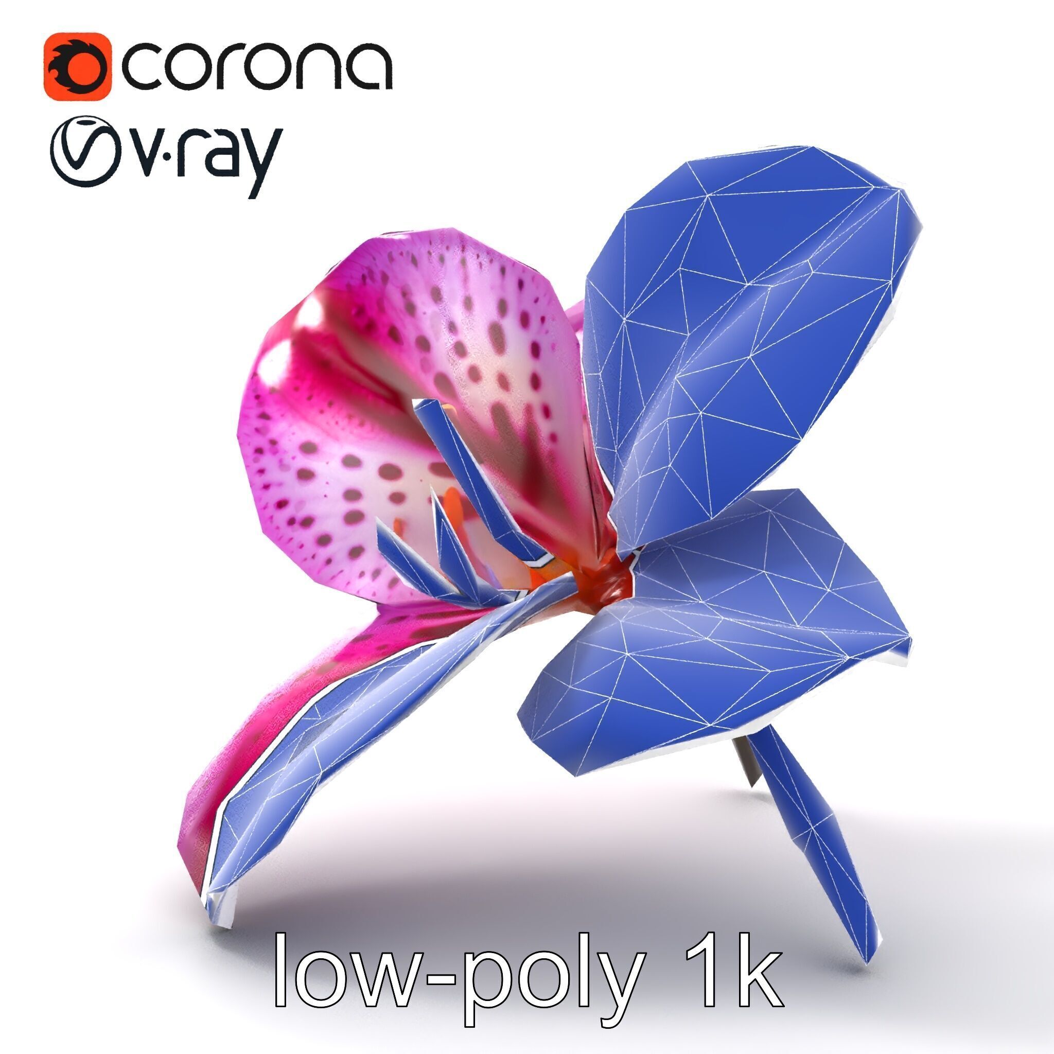 Vanda Orchid Flower Spot Pattern model pack Low-poly 3D model_29