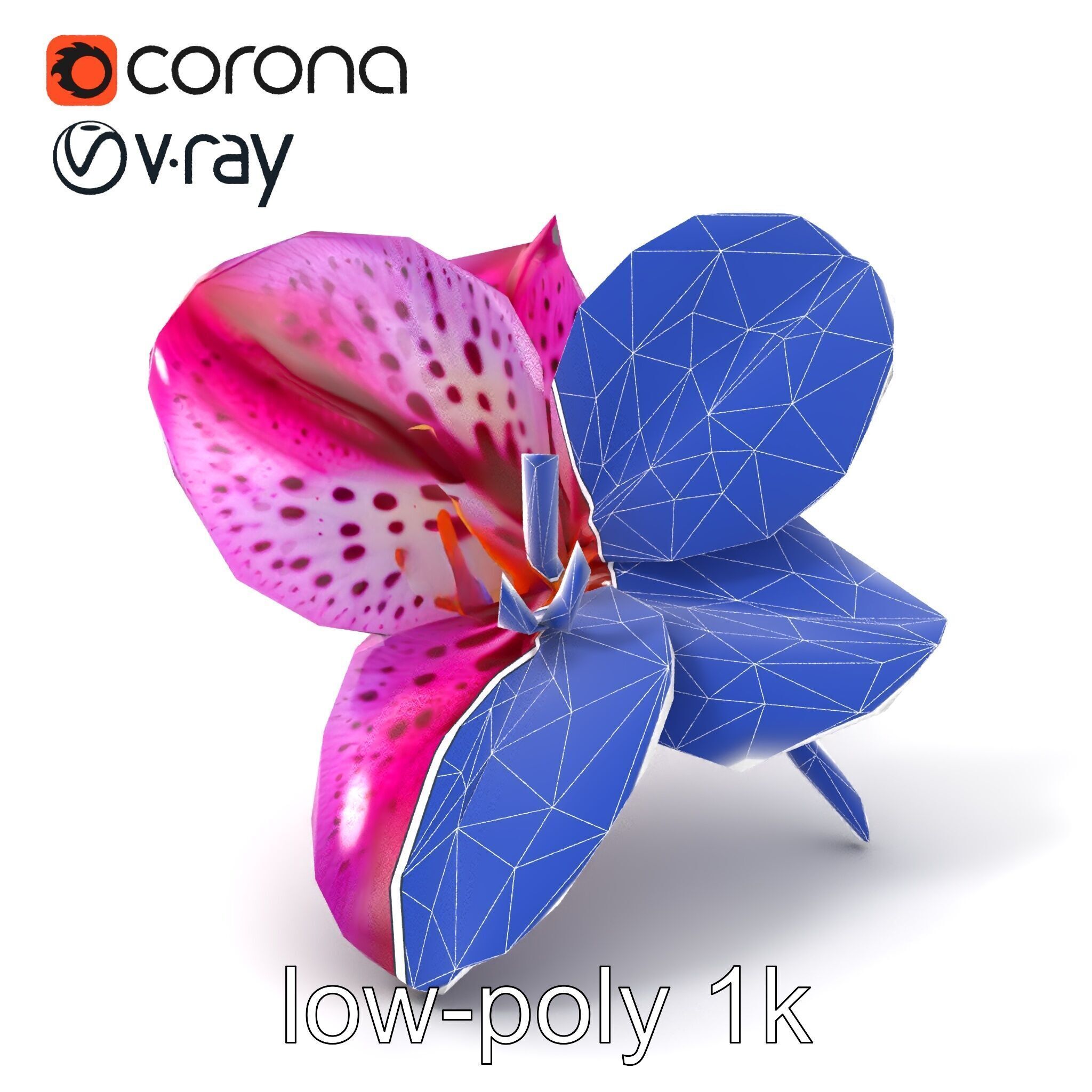 Vanda Orchid Flower Spot Pattern model pack Low-poly 3D model_6