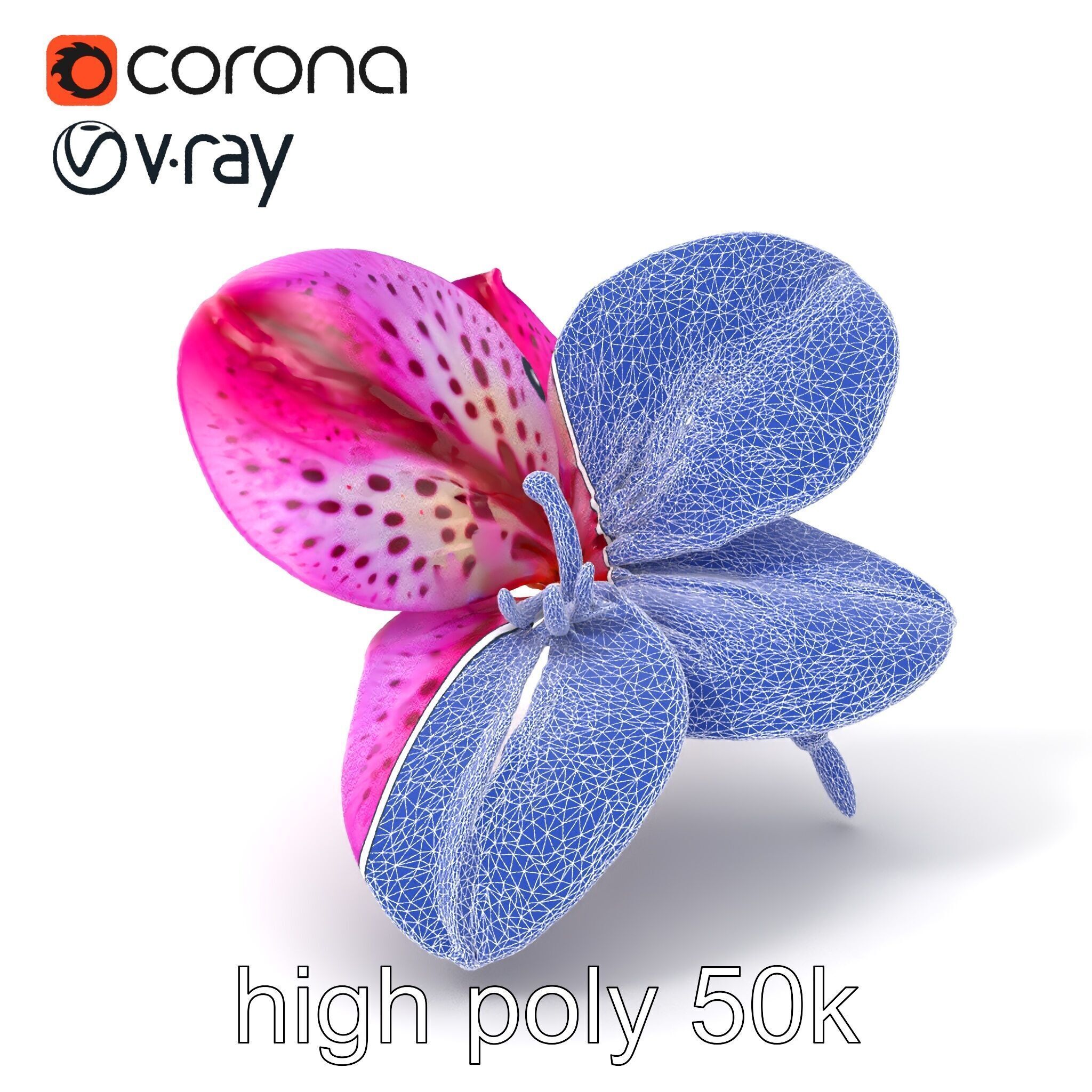 Vanda Orchid Flower Spot Pattern model pack Low-poly 3D model_1