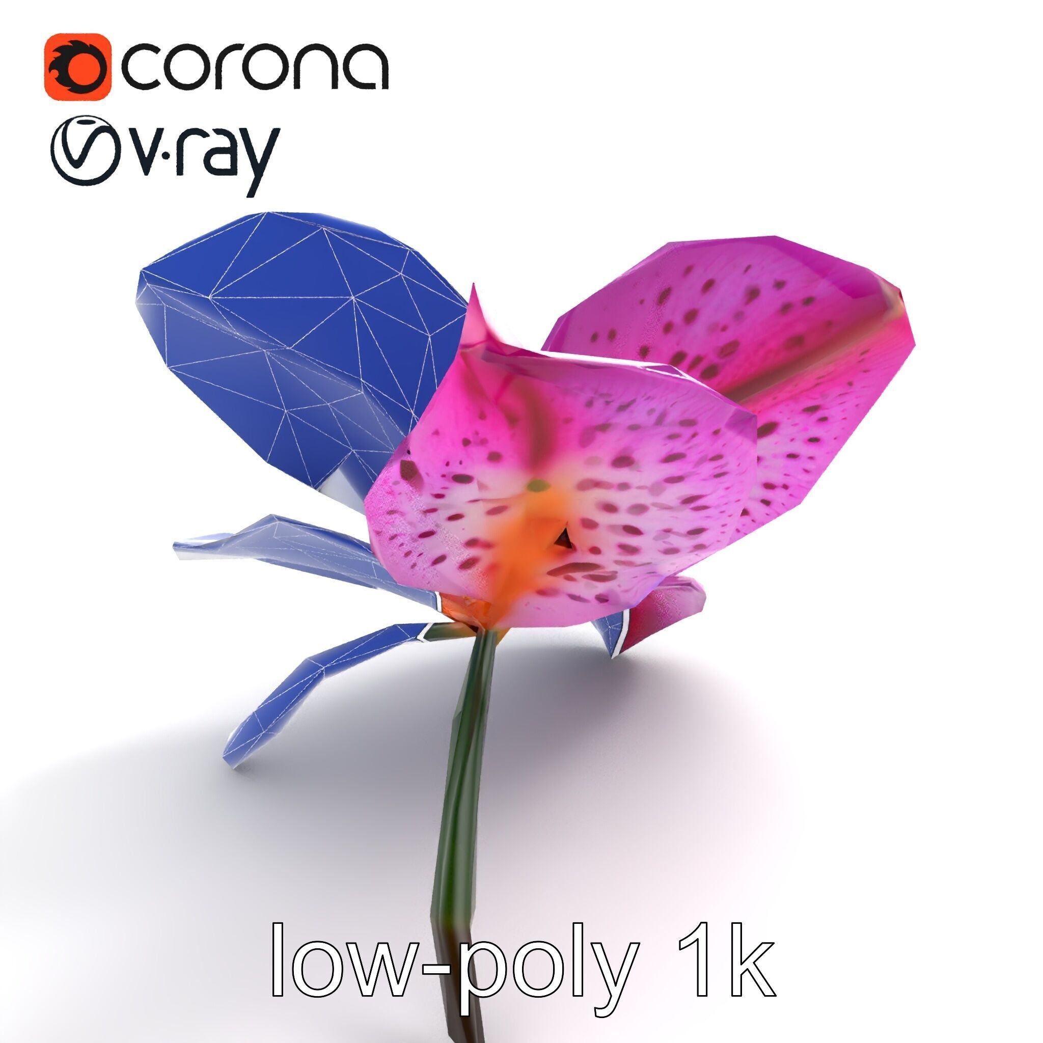 Vanda Orchid Flower Spot Pattern model pack Low-poly 3D model_10