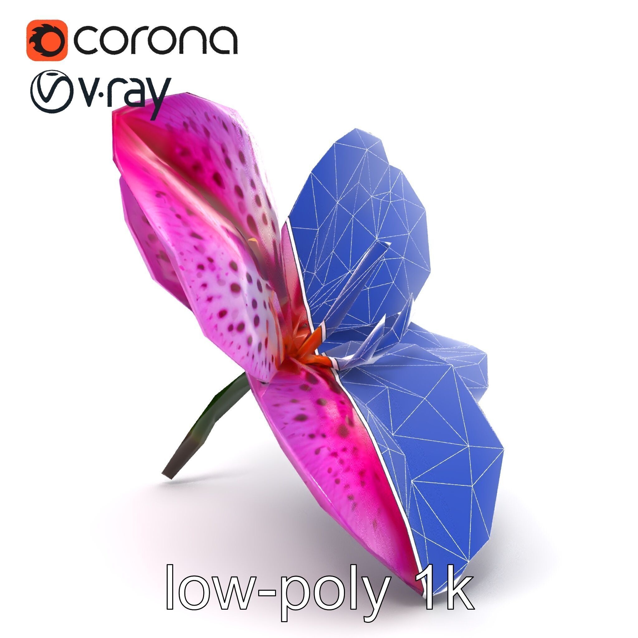 Vanda Orchid Flower Spot Pattern model pack Low-poly 3D model_14
