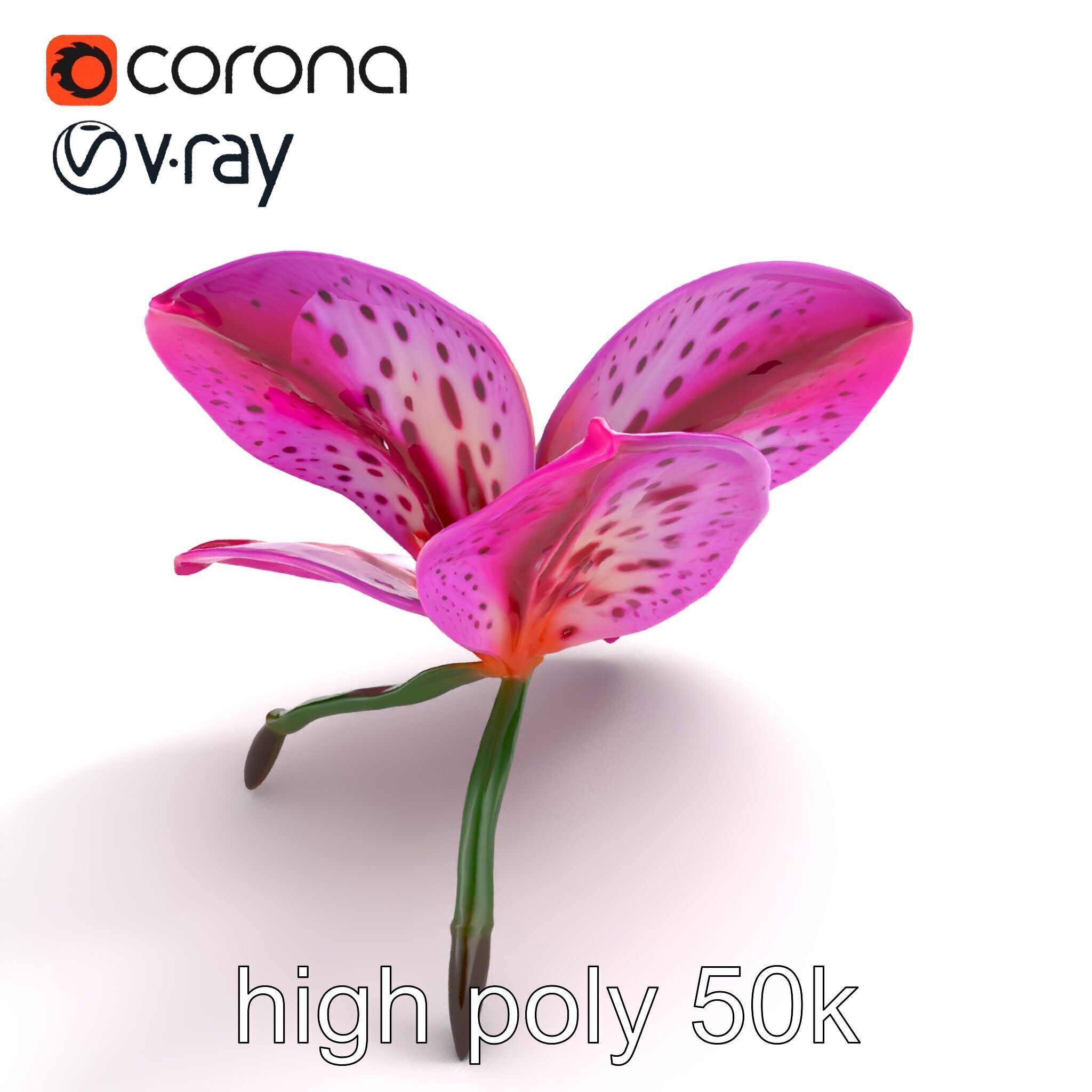 Vanda Orchid Flower Spot Pattern model pack Low-poly 3D model_9