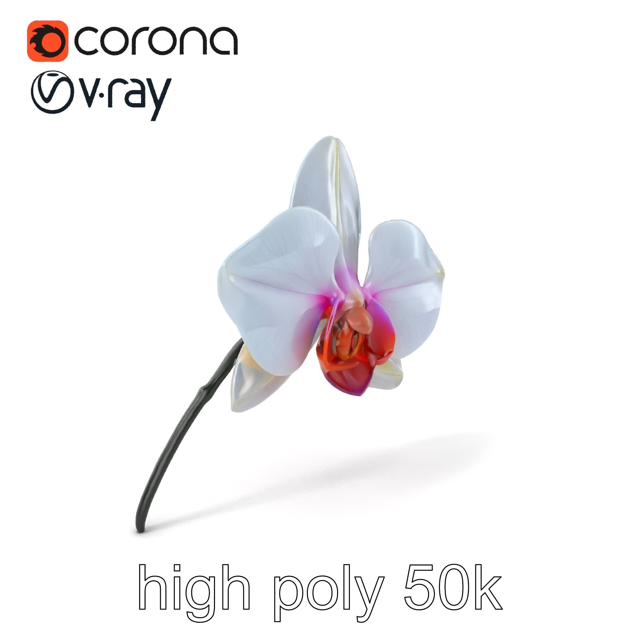 Phalaenopsis Orchid Floral Arrangement model pack Low-poly 3D model_2