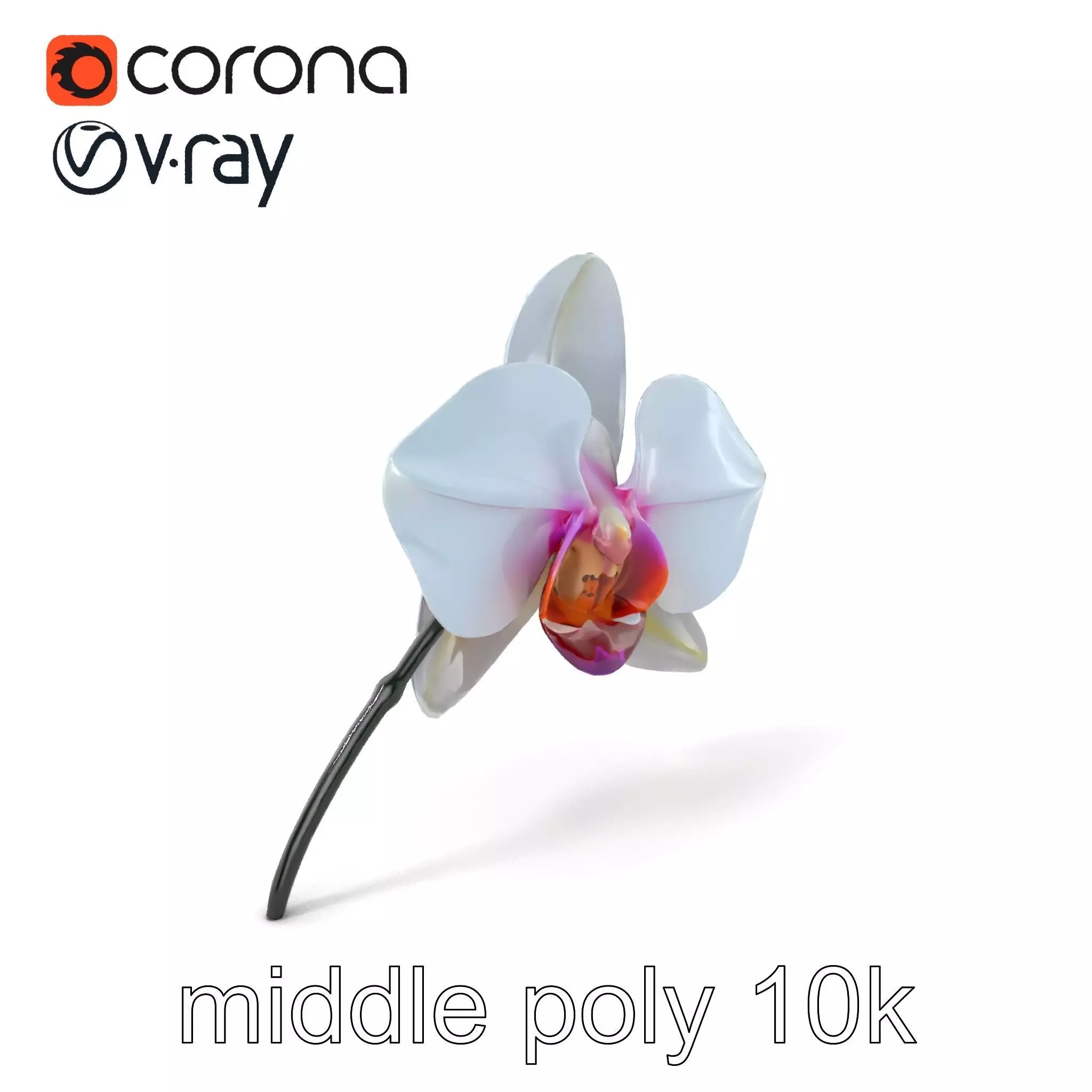 Phalaenopsis Orchid Floral Arrangement model pack Low-poly 3D model_0