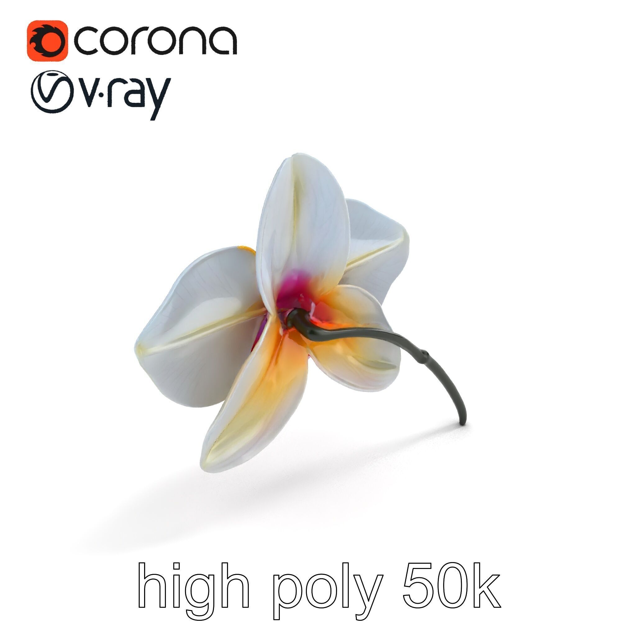 Phalaenopsis Orchid Floral Arrangement model pack Low-poly 3D model_24